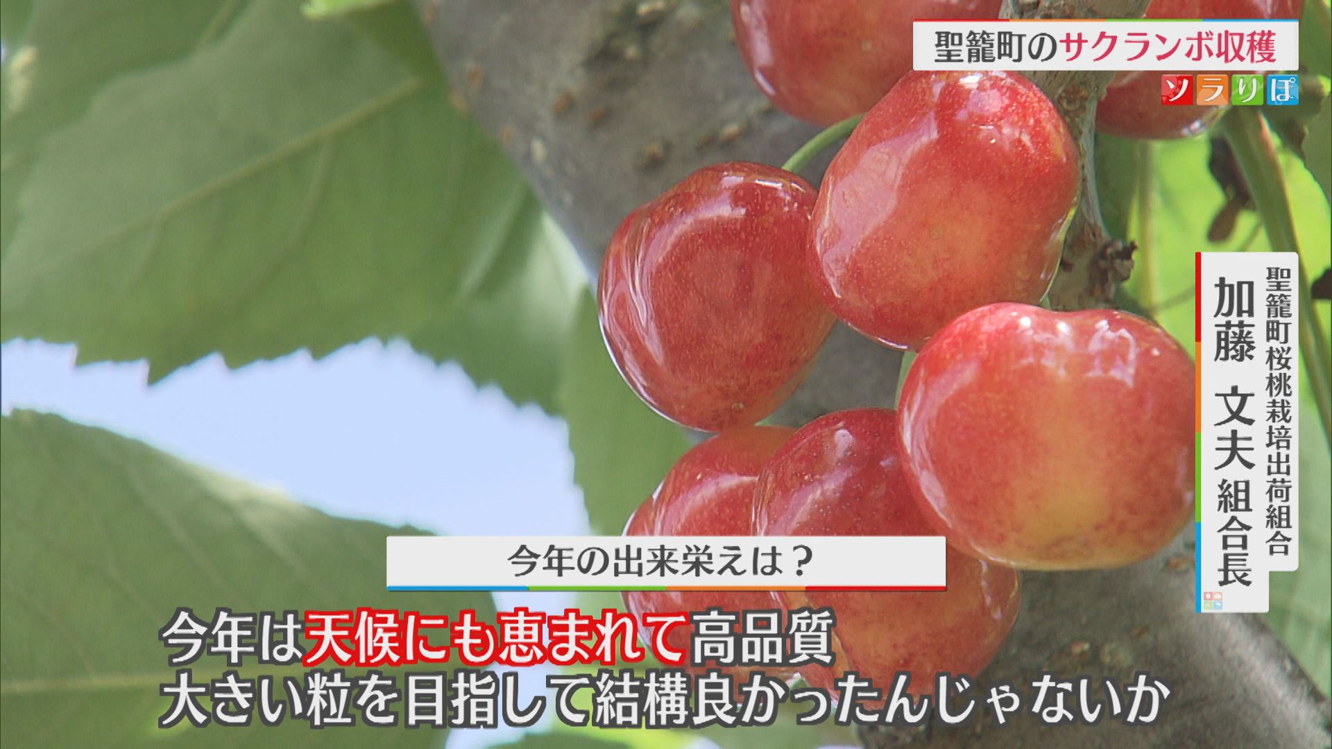 果樹の里・聖籠町「天候にも恵まれて高品質」サクランボの収穫はじまる【新潟】 2026年06月04日(木)