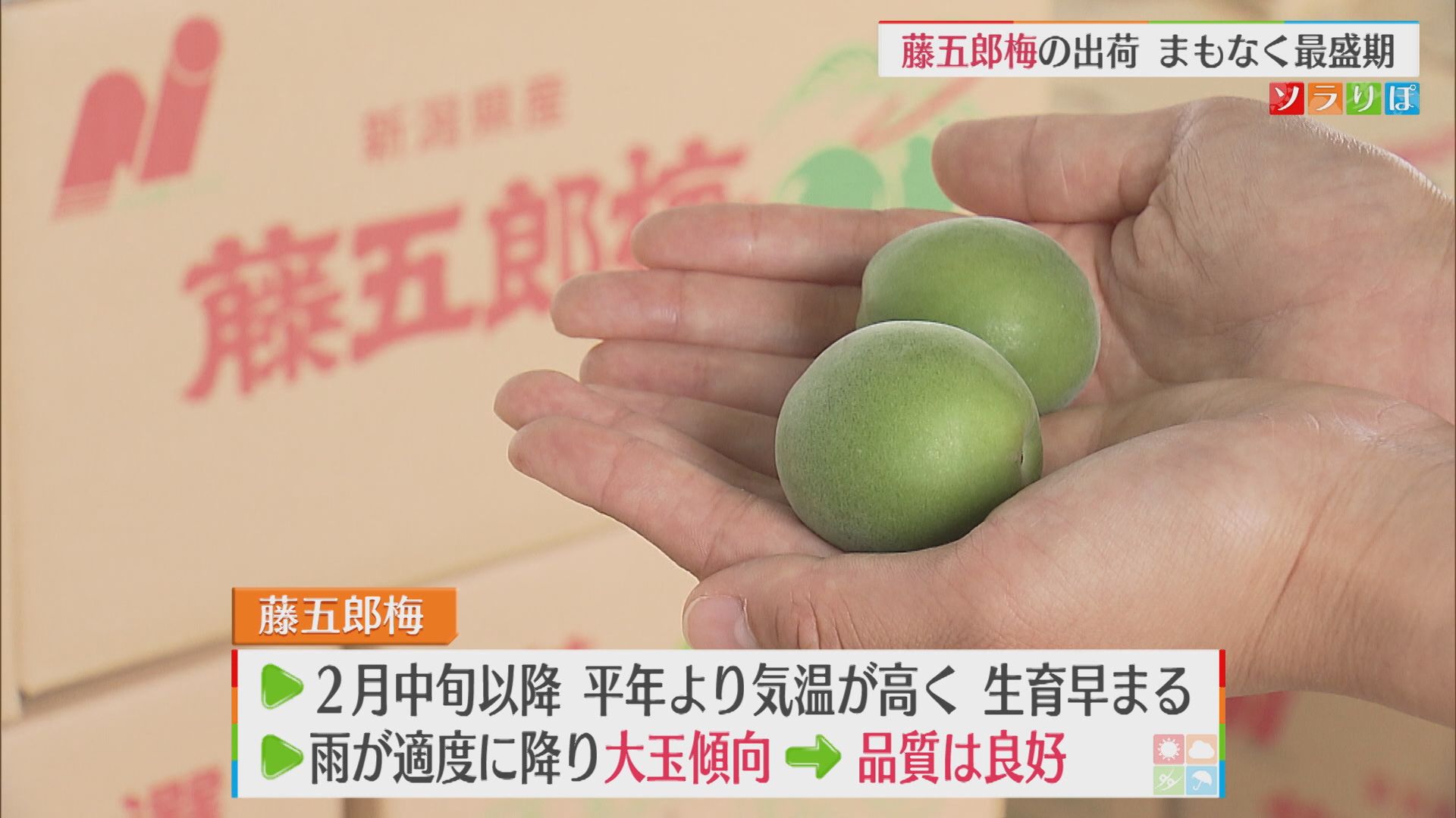 「藤五郎梅」の出荷がまもなくピーク 大玉傾向で品質良好【新潟】 2026年06月08日(月)