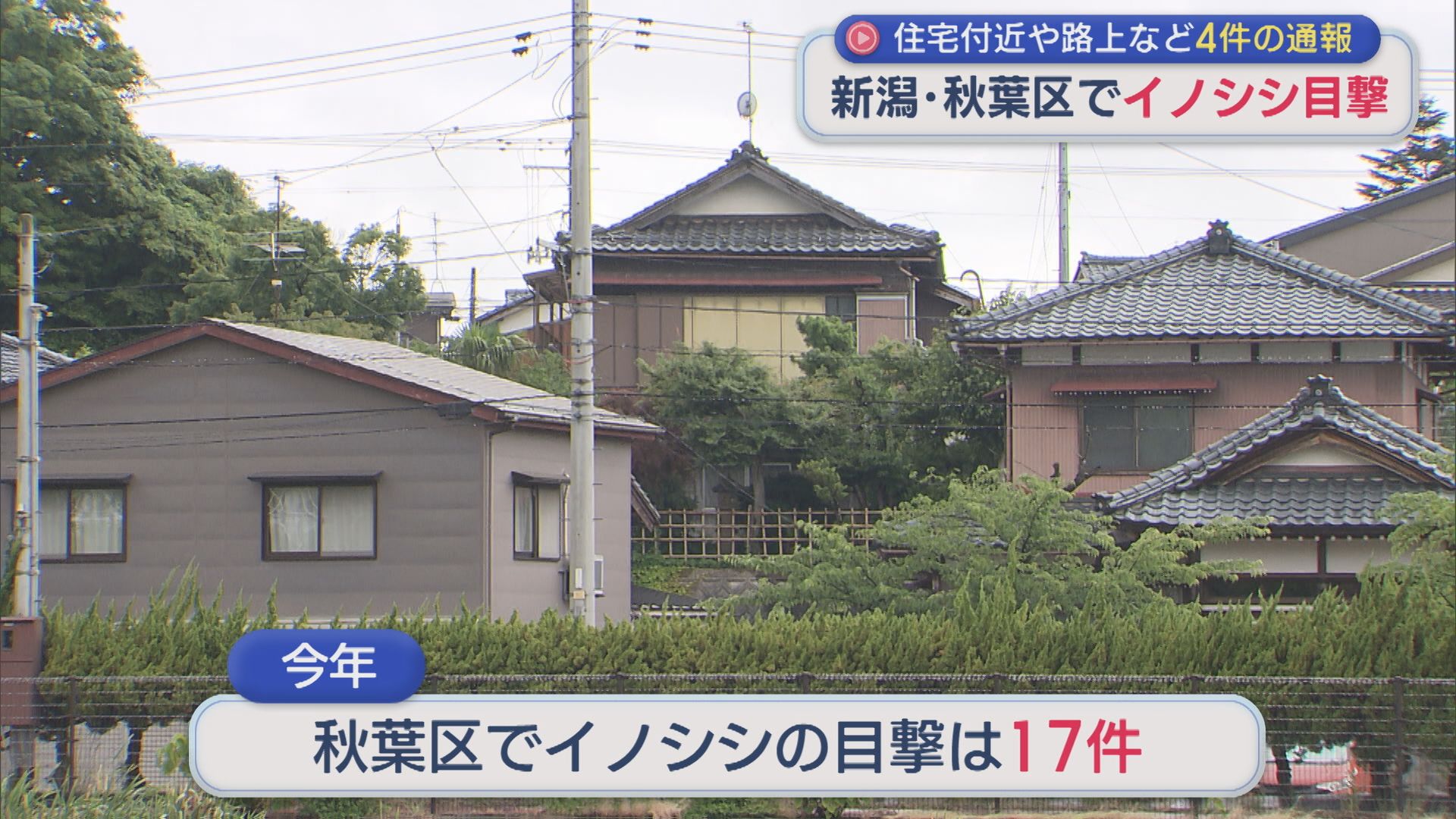 住宅付近や路上など4件の通報、新潟市秋葉区でイノシシの目撃相次ぐ【新潟】 2026年06月08日(月)