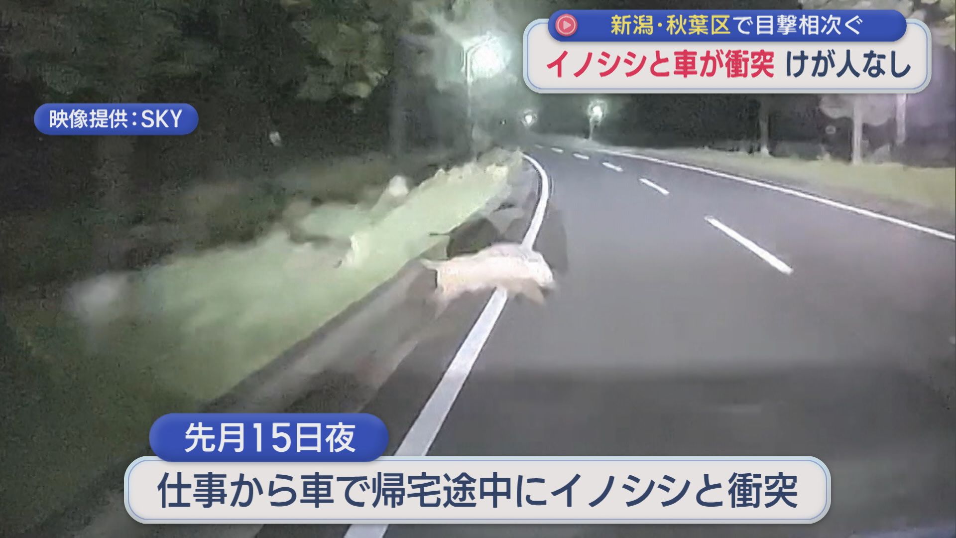 ドラレコが捉えたのは･･･イノシシ「ぶつかる位置が悪かったら･･･」車と衝突【新潟】