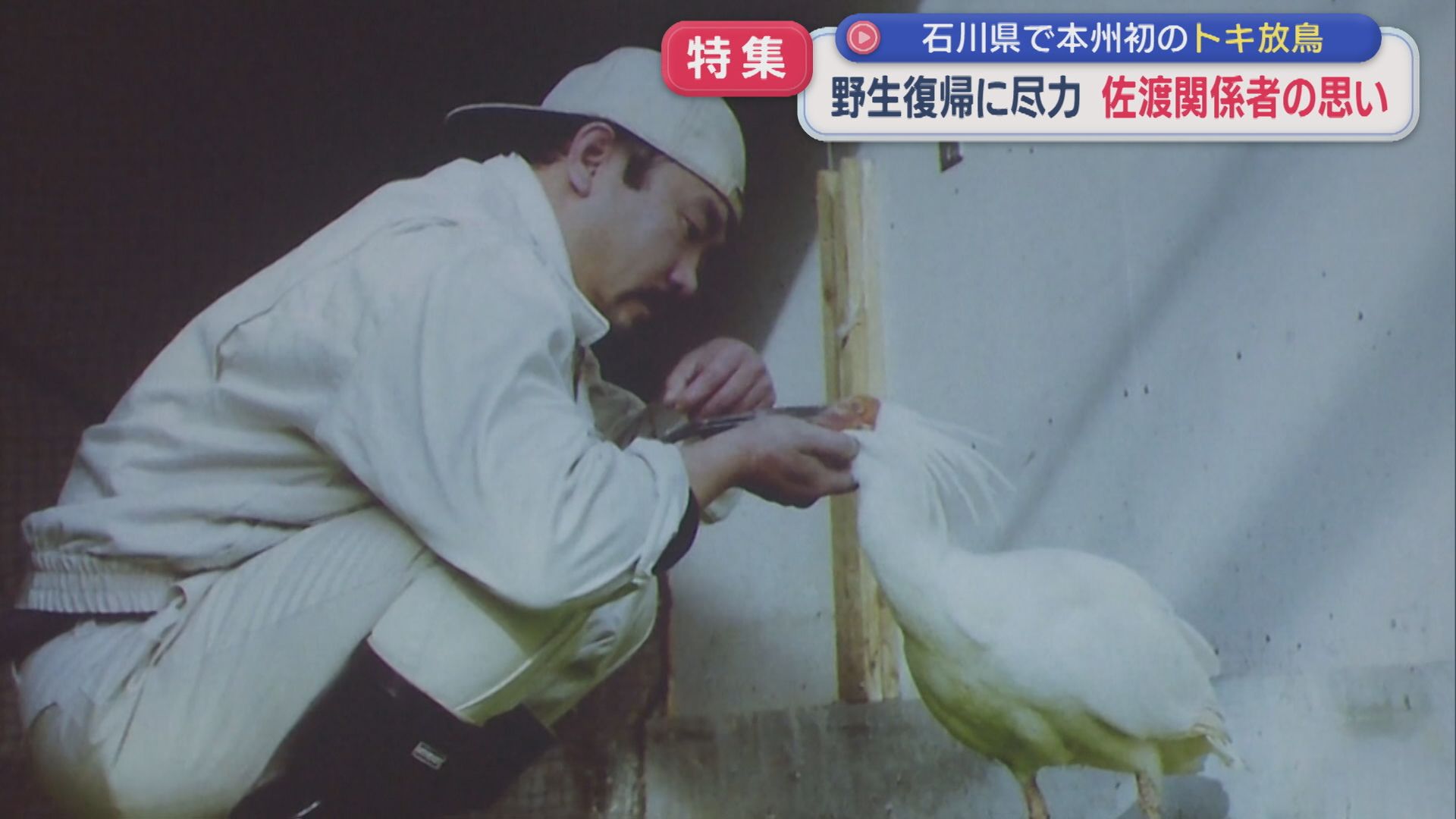 【特集】絶滅から繁殖･･･本州初のトキ放鳥「トキに感謝」関係者の思い【新潟】 2026年06月10日(水)