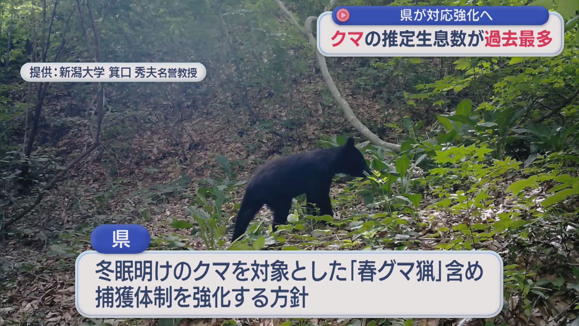 中央値で8747頭 県がクマの推定生息数を公表、クマ対策強化へ【新潟】 2026年06月10日(水)
