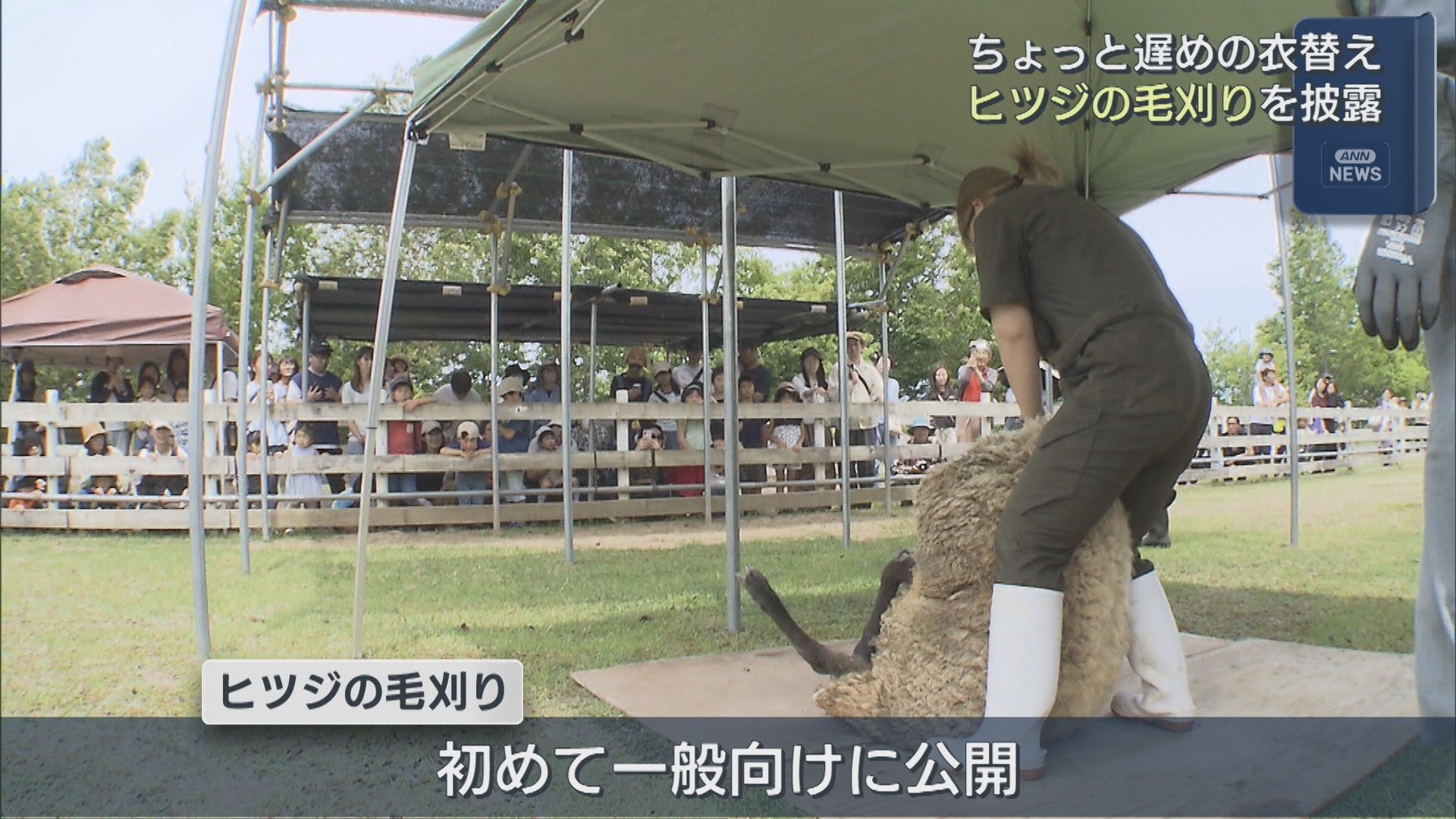 「こんなに細くなるんだ」子どもたちは興味津々 ヒツジの毛刈り披露【新潟】 2026年06月14日(日)