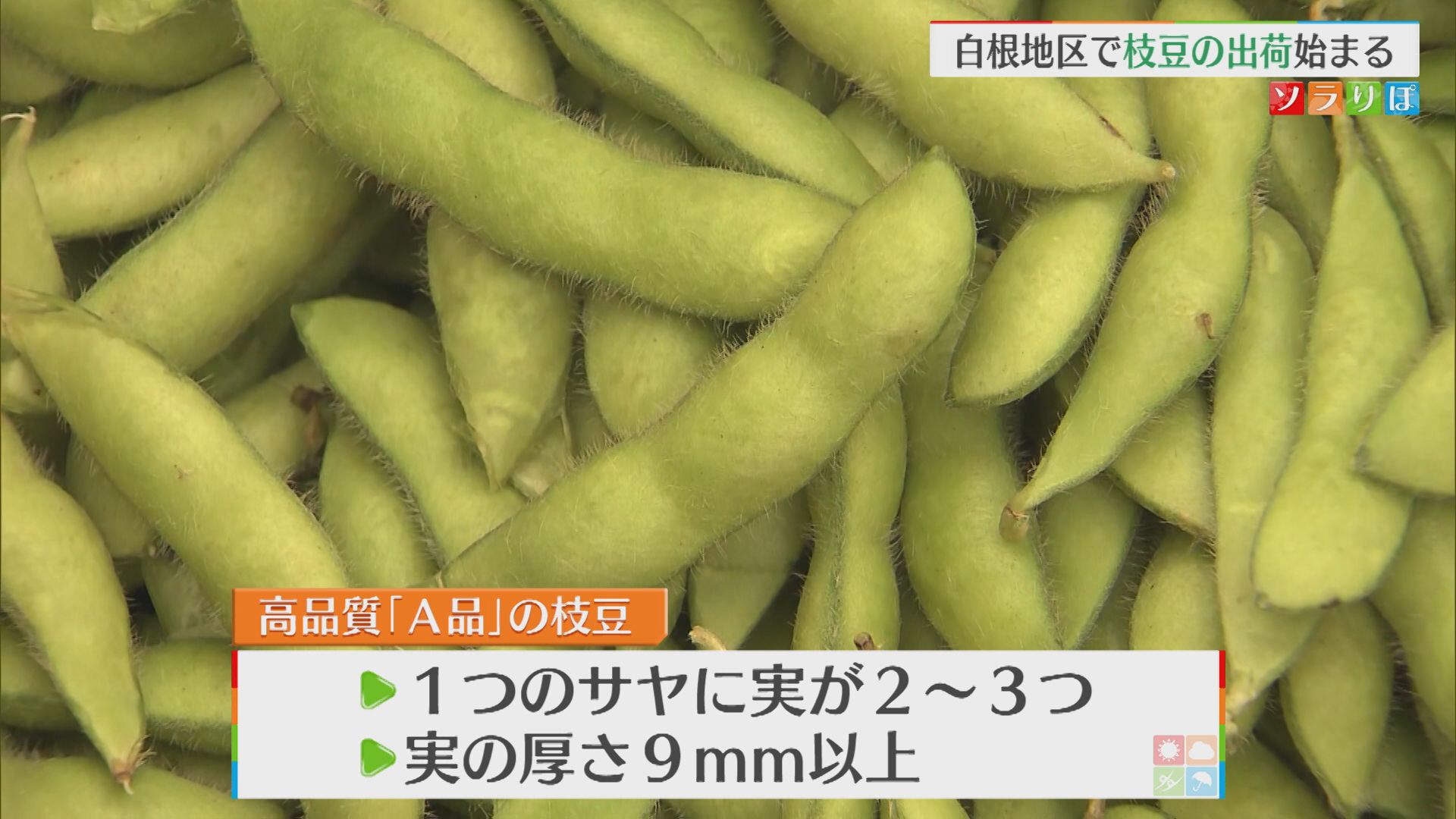 白根地区のブランド枝豆「天気にも恵まれて」上々の出来栄え 出荷始まる【新潟】 2026年06月15日(月)