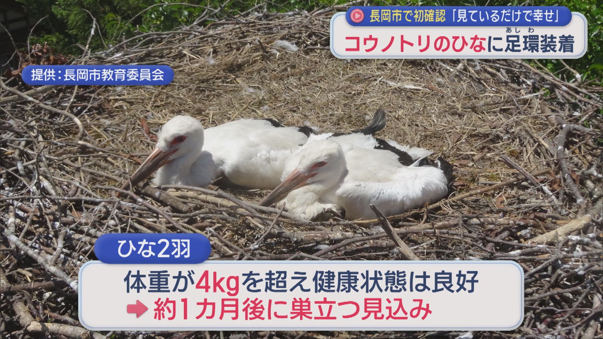 長岡市で生息を初確認「コウノトリ」ひなに個体識別のための足環装着【新潟】 2026年06月24日(水)