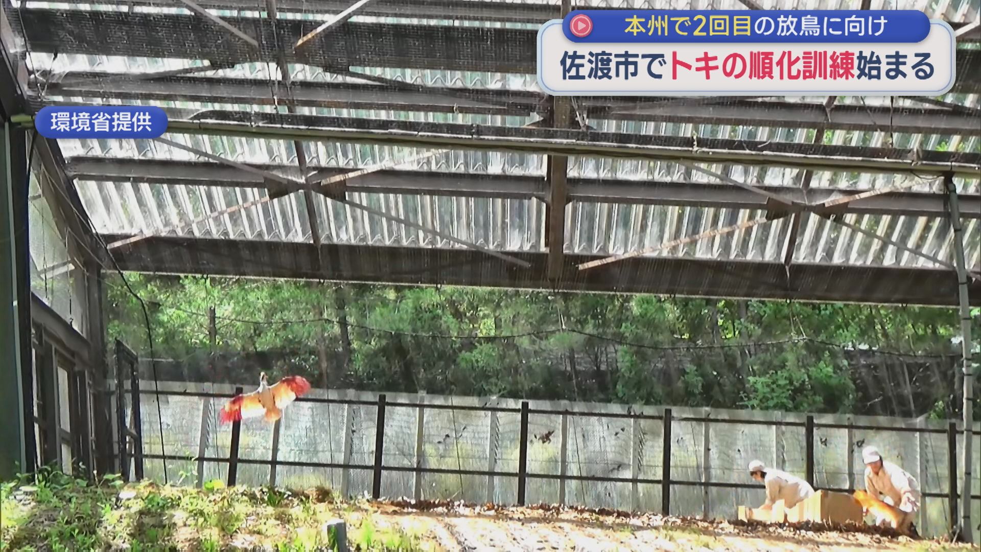 本州で2回目の放鳥に向け 佐渡市でトキ12羽の順化訓練始まる【新潟】 2026年06月25日(木)