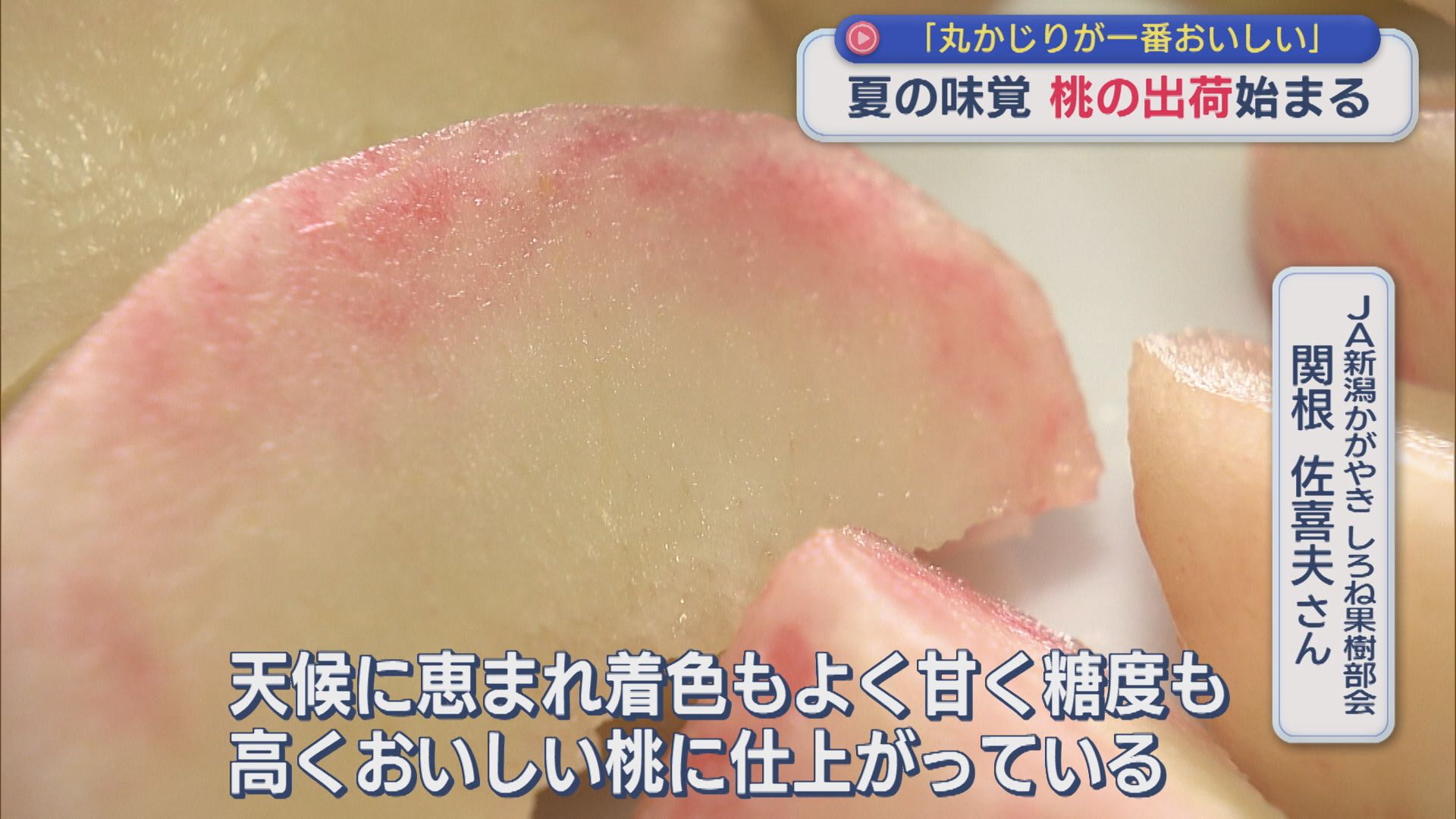 「丸かじりが一番おいしい」夏の味覚〝モモ〟の出荷始まる【新潟】 2026年06月29日(月)