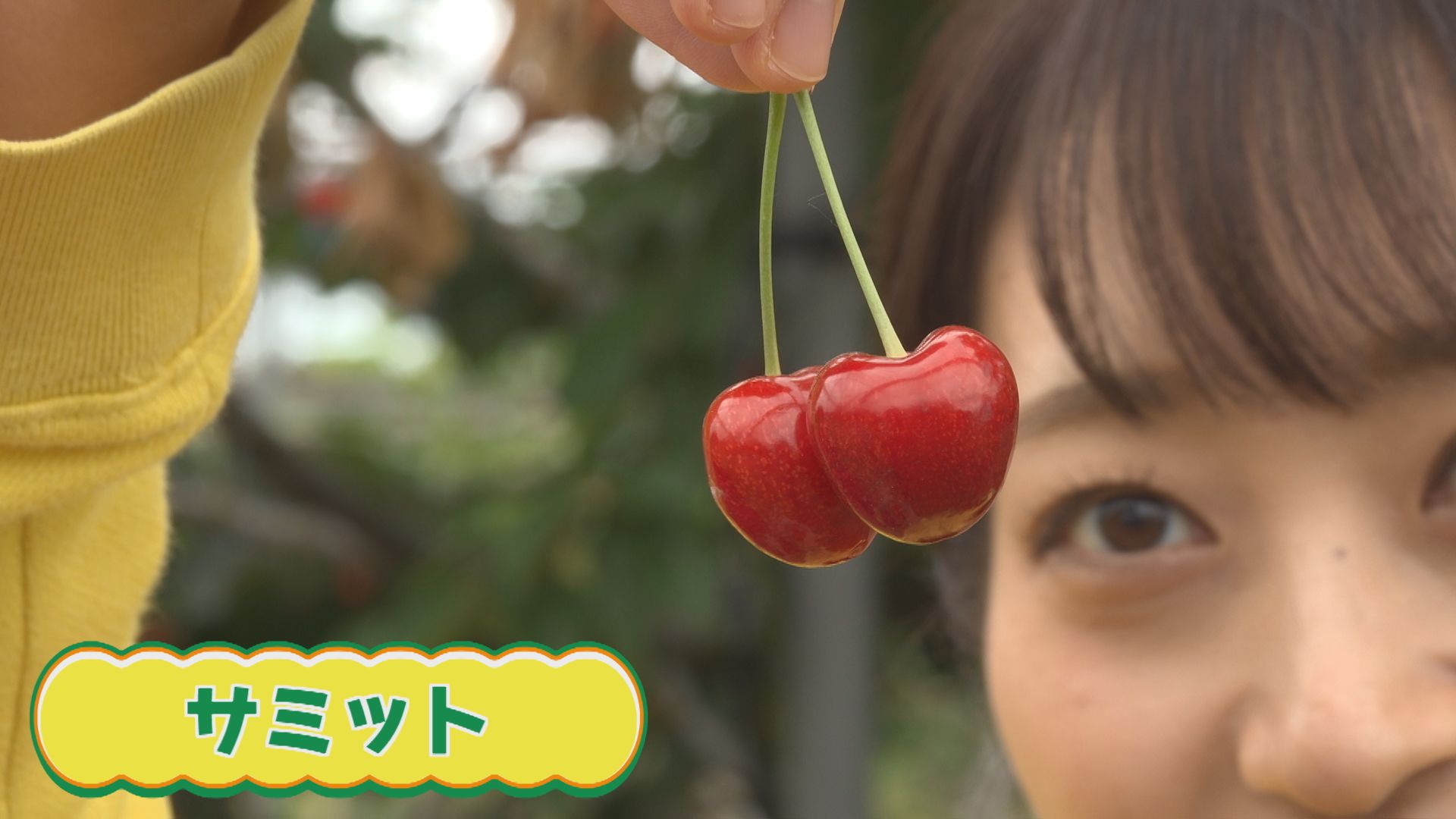 甘酸っぱい！ハート型さくらんぼ 聖籠町