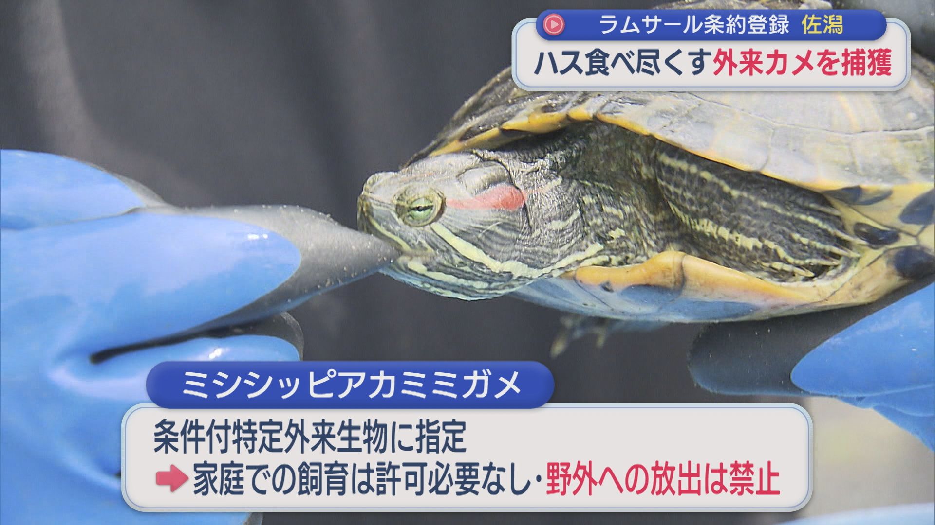 なぜ「外来のカメ」が･･･ハス食べ尽くし激減、カメ捕獲作業の取り組み【新潟】 2026年07月01日(水)