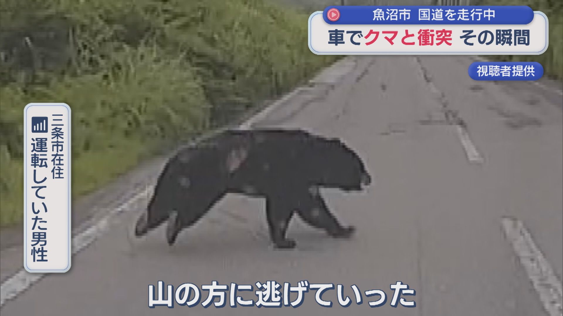 草むらから･･･クマ「やばい当たる」車でクマと衝突、ドラレコが捉えたその瞬間【新潟・魚沼市】 2026年07月07日(火)