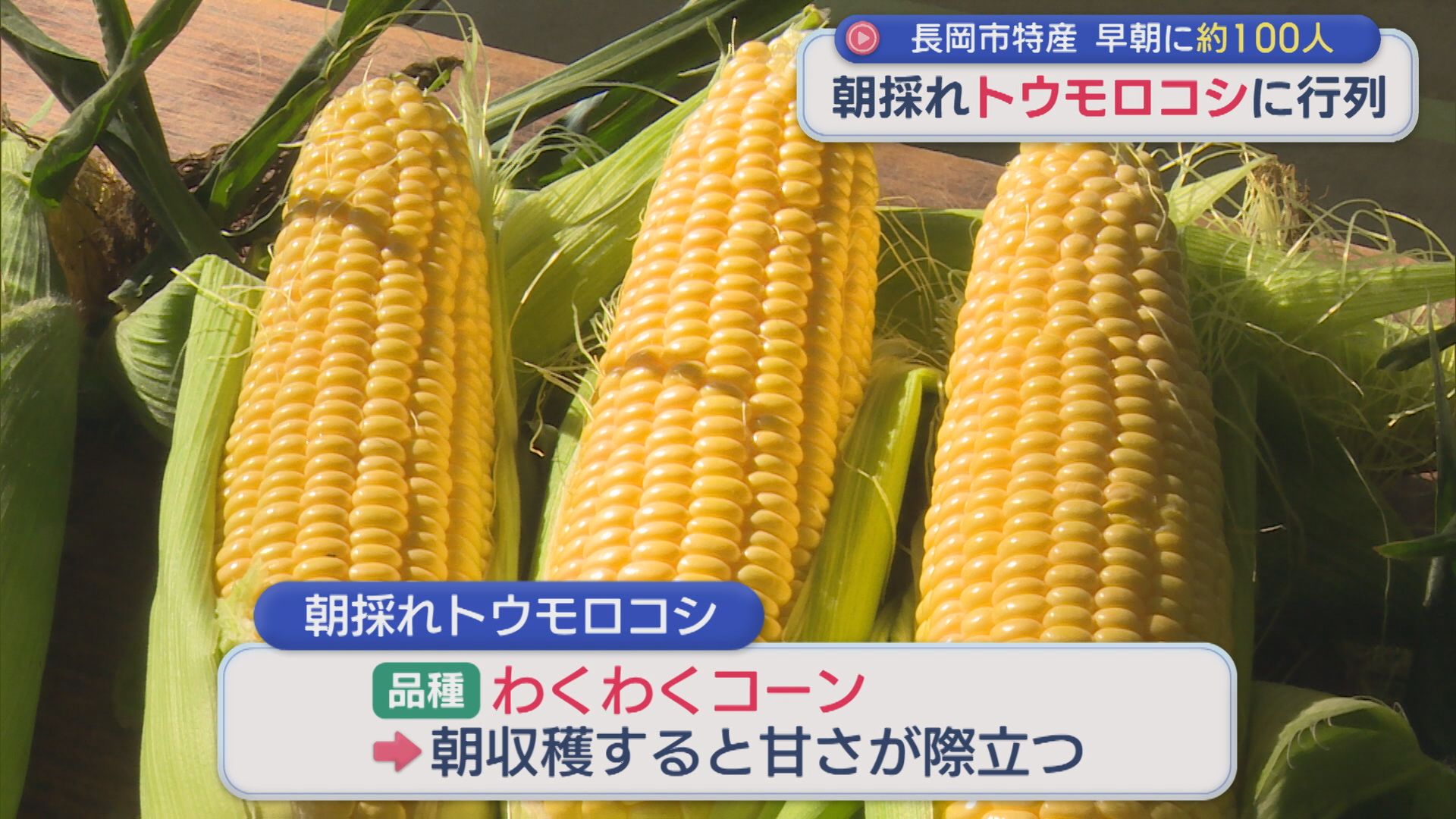 早朝に約100人「朝採れトウモロコシ」に行列！小玉スイカ「八色っ娘」出荷始まる【新潟】 2026年07月07日(火)