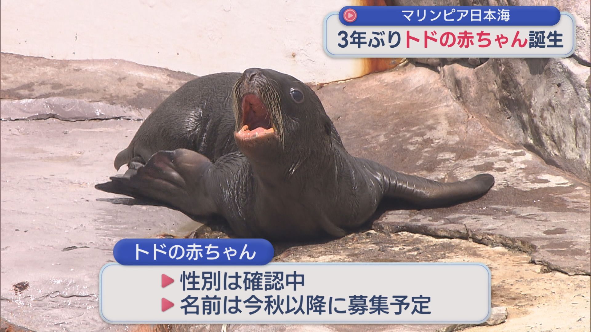 3年ぶりマリンピア日本海で「トドの赤ちゃん」誕生、今年の秋以降に名前募集予定【新潟】 2026年07月07日(火)