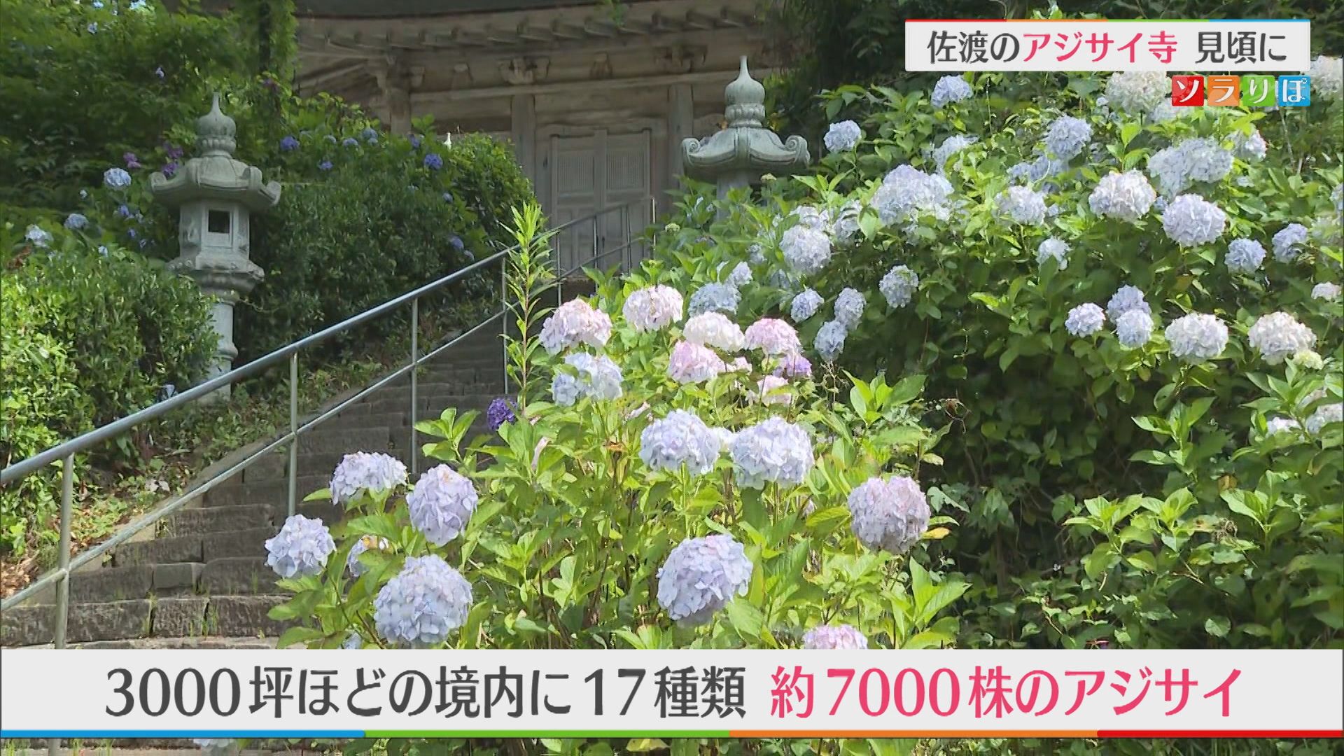 佐渡の「アジサイ寺」17種類・約7000株のアジサイが見ごろに【新潟】 2026年07月09日(木)