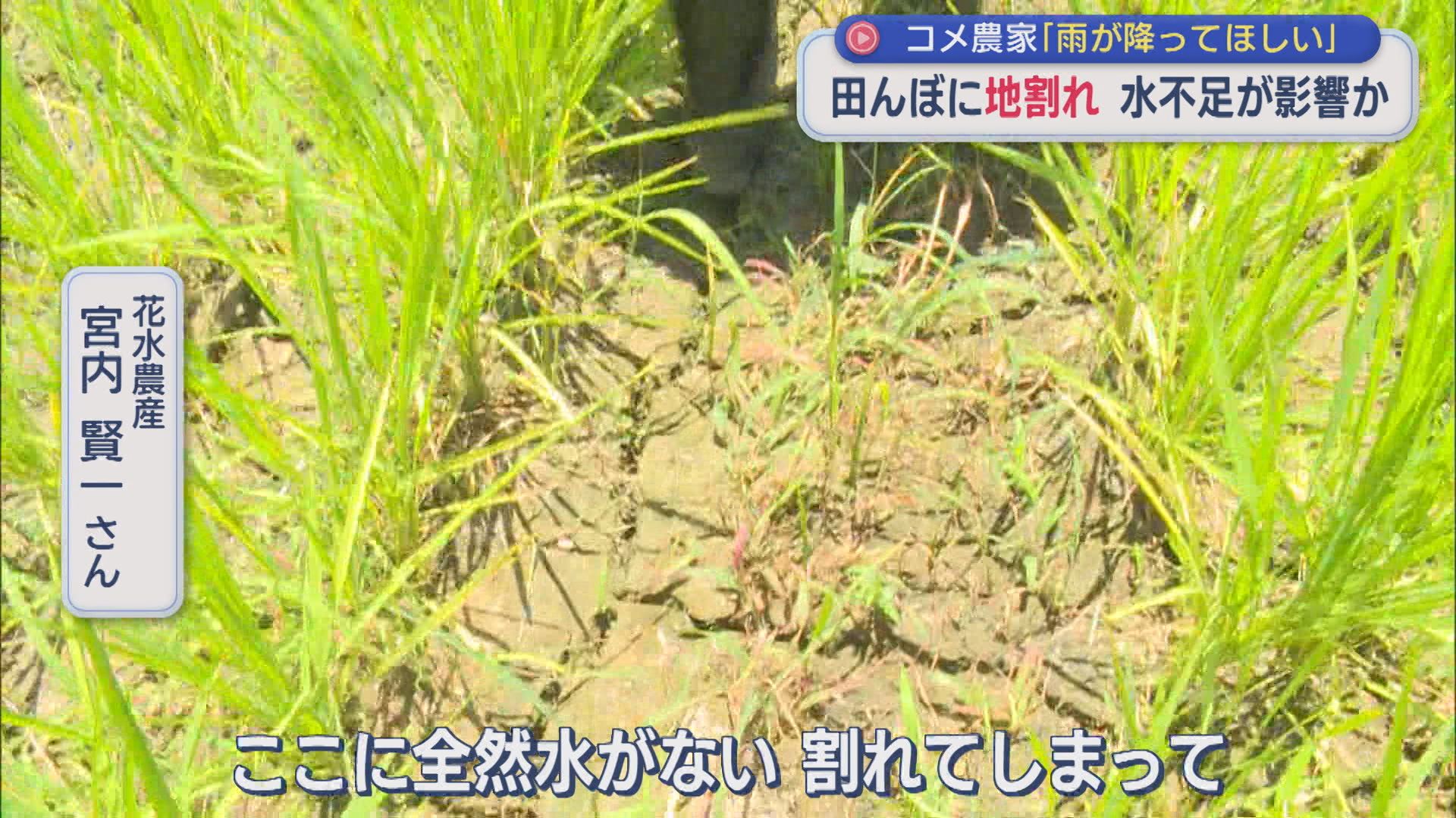 田んぼに「地割れ」水不足が影響か･･･コメ農家「雨が降ってほしい」【新潟・十日町市】 2026年07月09日(木)