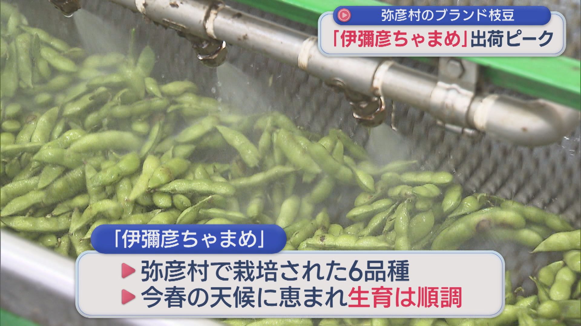 弥彦村のブランド枝豆「伊彌彦ちゃまめ」出荷ピーク【新潟】 2026年07月22日(水)