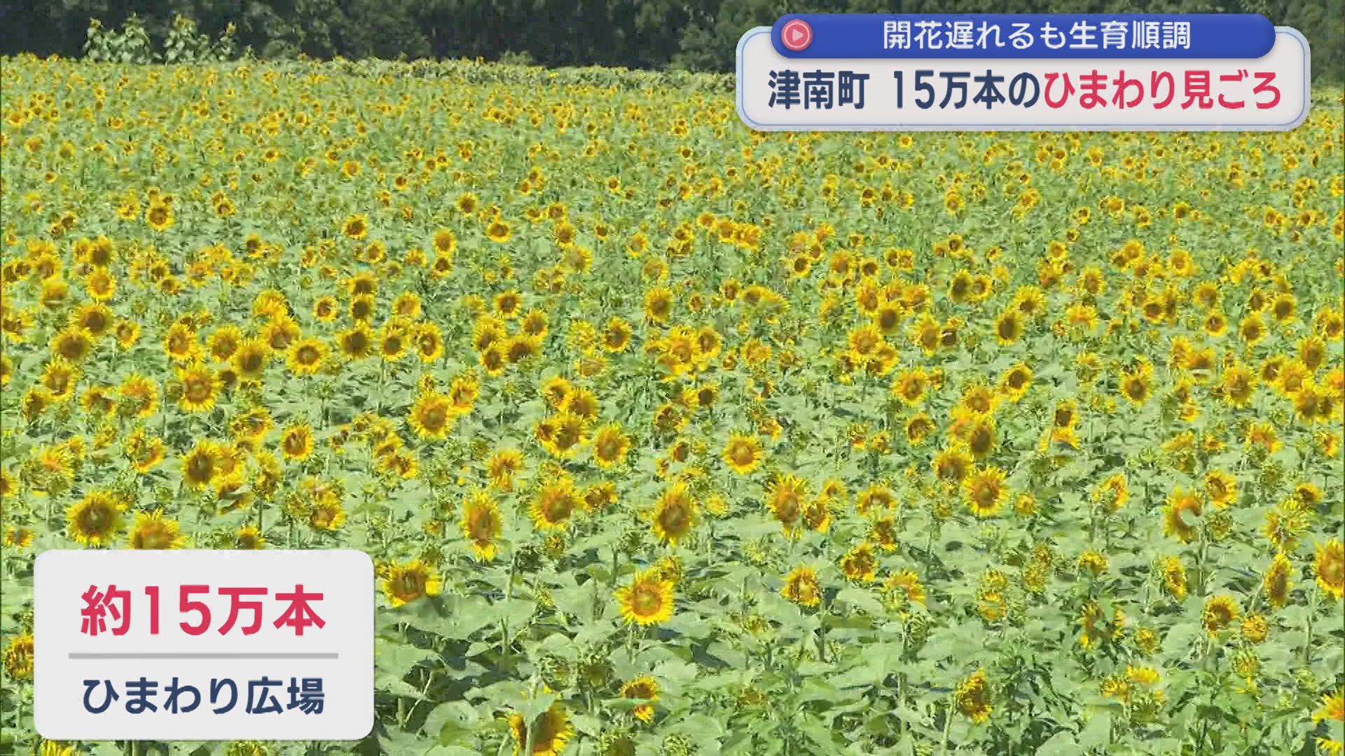 津南町で15万本のひまわりが見ごろ、県内9地点で猛暑日 熱中症の疑いで24人搬送【新潟】 2026年08月06日(木)