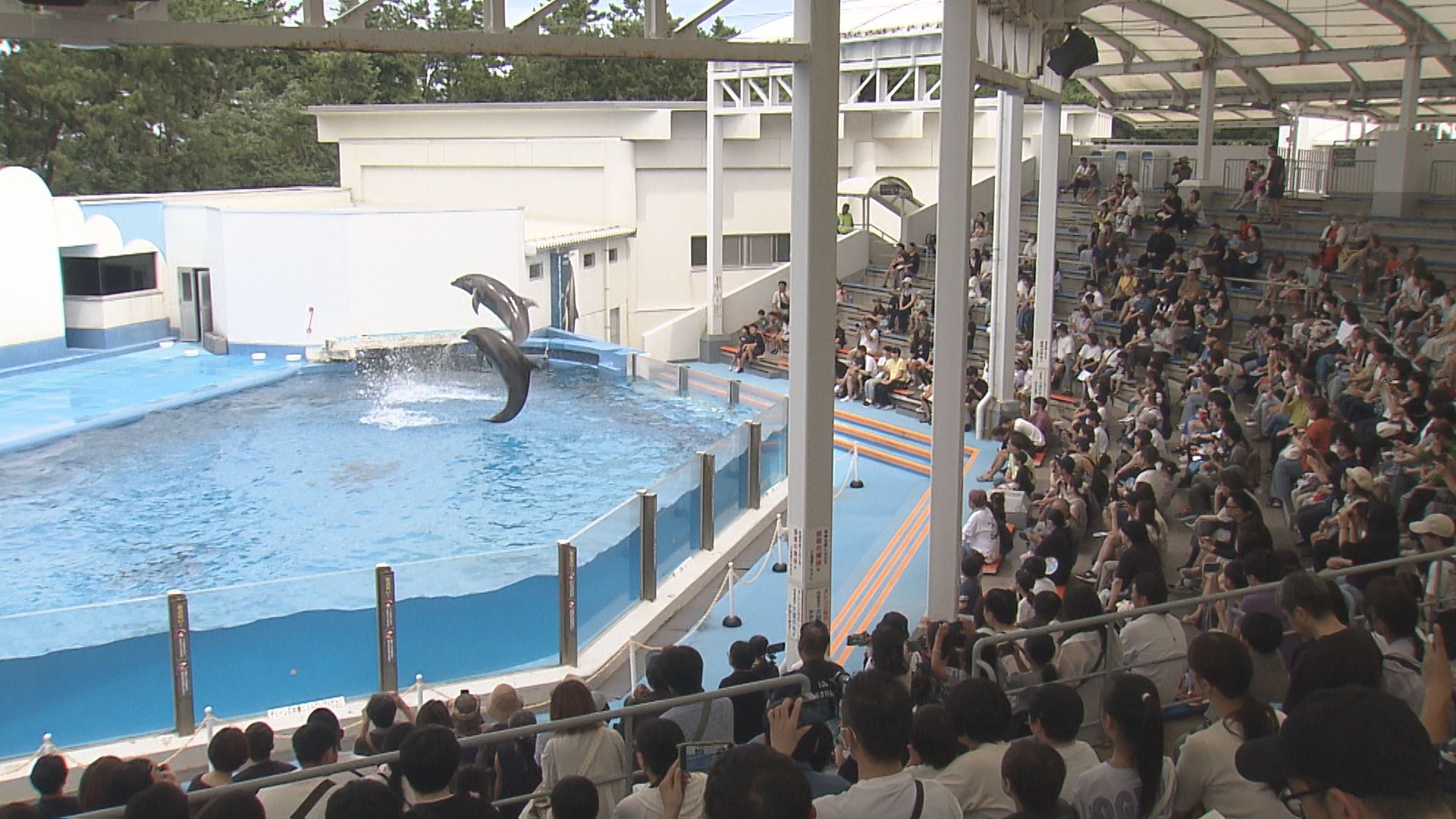 お盆休み最終日 観光スポットにぎわう 新潟市の水族館の来館者数は例年並み【新潟】 2026年08月16日(日)