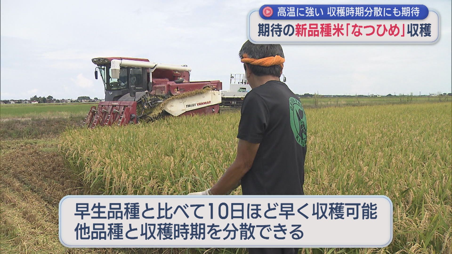 今年デビュー！新品種米「なつひめ」収穫、収穫時期分散でメリットも【新潟】 2026年08月17日(月)