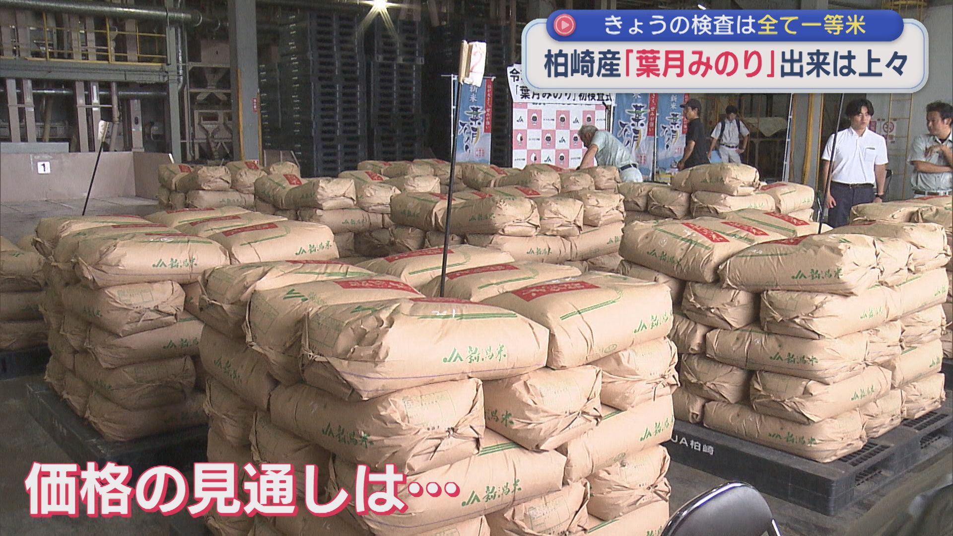 価格の見通しは？柏崎産「葉月みのり」17日検査したコメすべて一等米【新潟】 2026年08月17日(月)