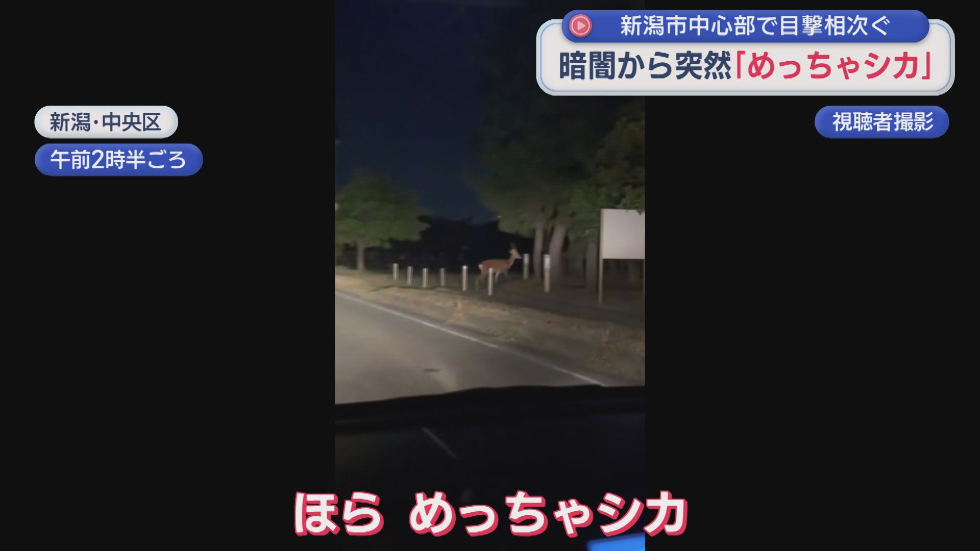 暗闇から突然「めっちゃシカ」新潟市中心部で目撃相次ぐ【新潟】 2026年08月19日(水)