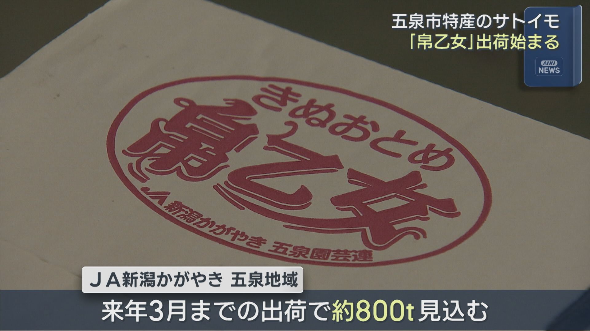 五泉市特産サトイモ「帛乙女」出荷始まる 煮崩れしないのが特徴【新潟】 2026年09月14日(月)