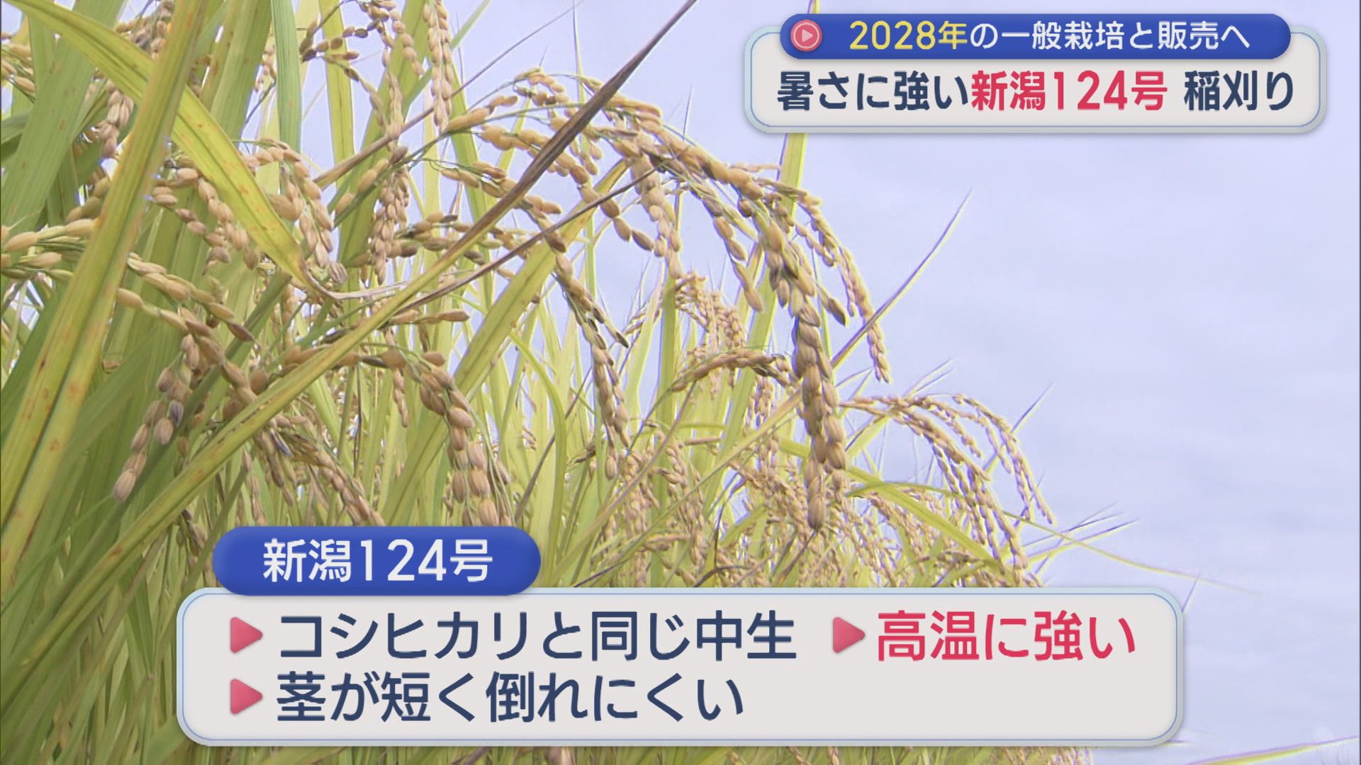 暑さに強い「新潟124号」稲刈り 2028年の一般栽培と販売へ【新潟】 2026年09月21日(月)