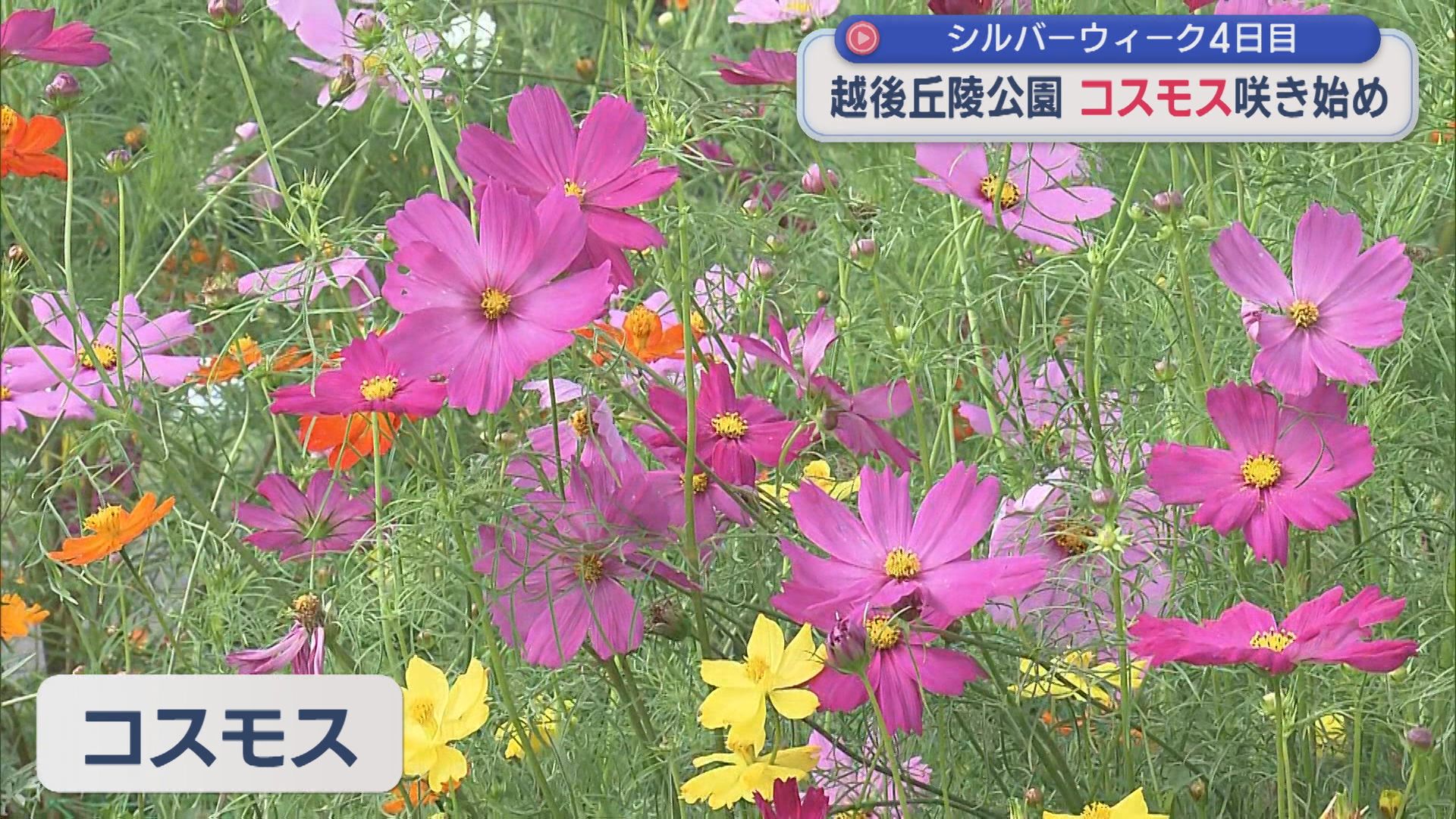 色とりどりのコスモス30万株が咲きはじめる 9月末～10月上旬に見ごろ【新潟・長岡市】 2026年09月22日(火)