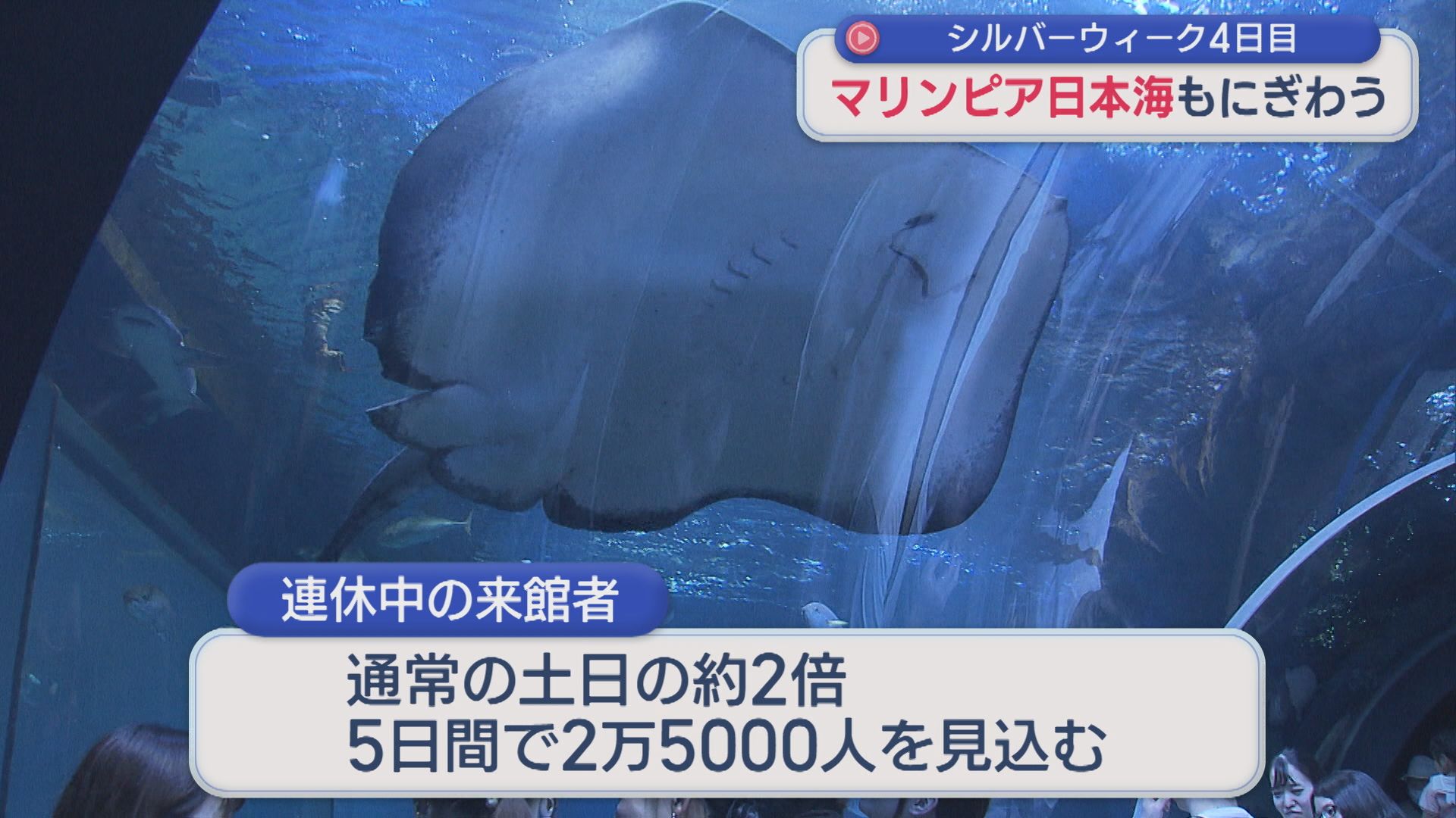 通常の土日の約2倍の人が来館 海の生き物たちと触れあい求め家族でにぎわう【新潟】 2026年09月22日(火)