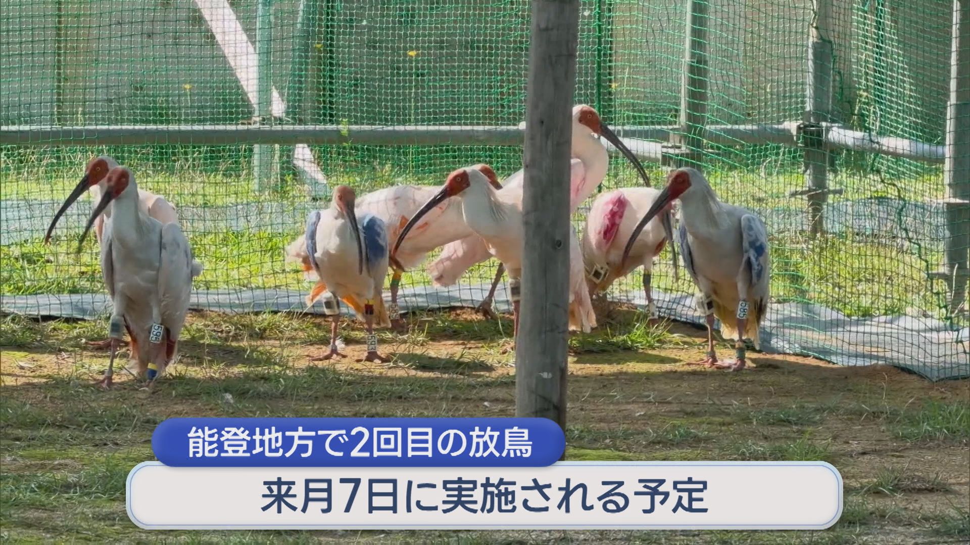 佐渡のトキ10羽を石川県へ移送 10月に能登地方で2回目の放鳥【新潟・佐渡市】 2026年09月28日(月)