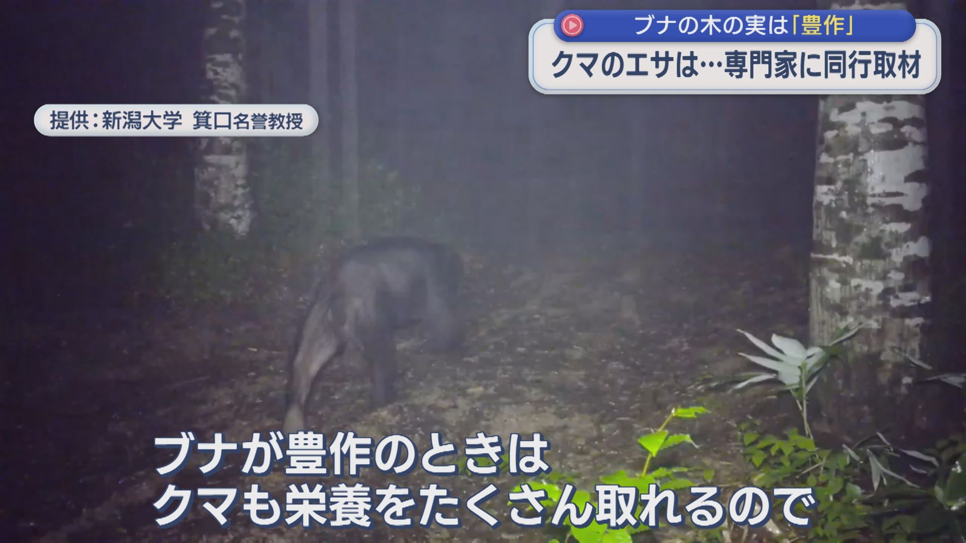 クマのエサは･･･専門家に同行取材 ブナの実は「豊作」【新潟】
