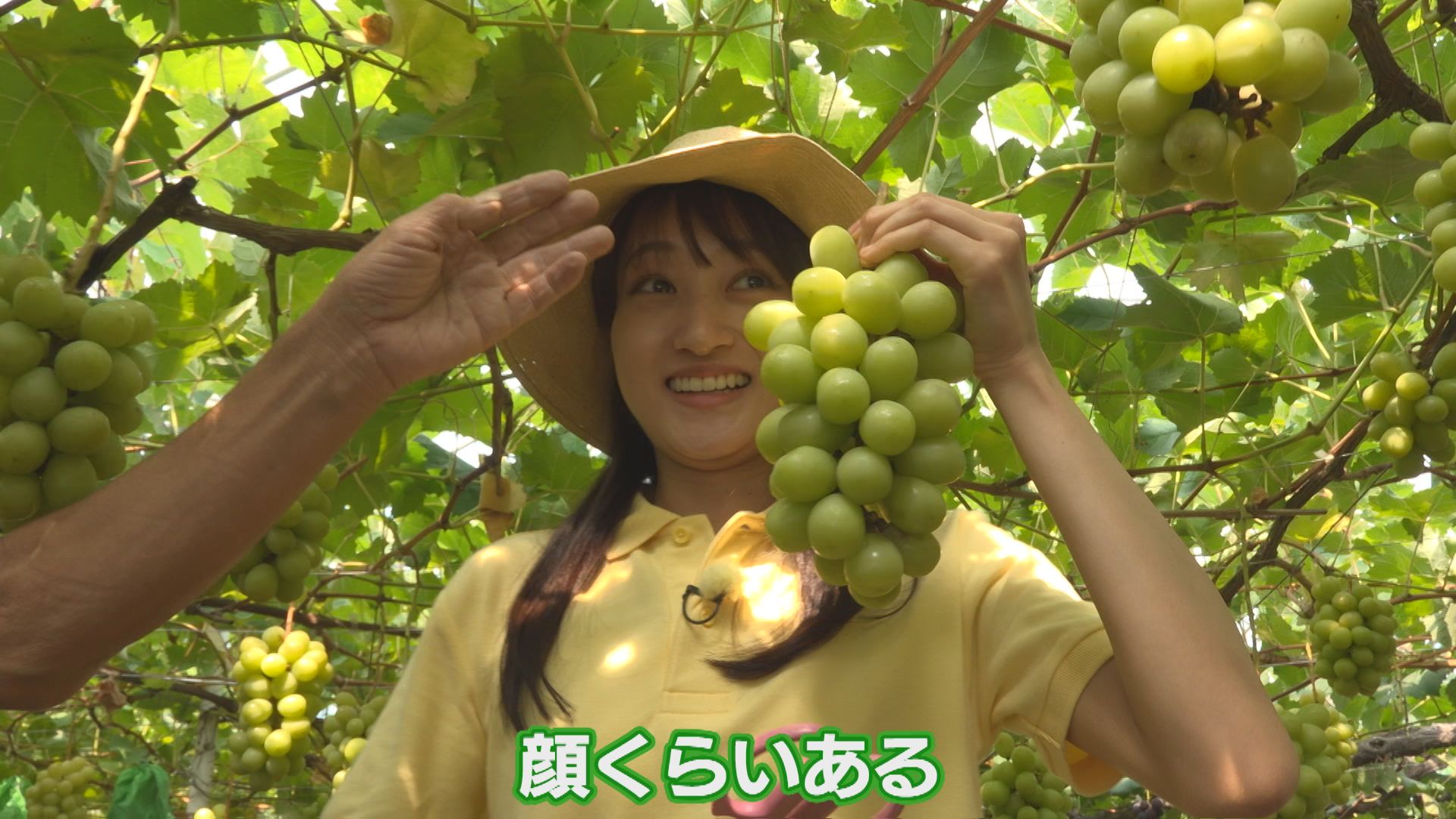 顔より大きい！？シャインマスカット 弥彦村
