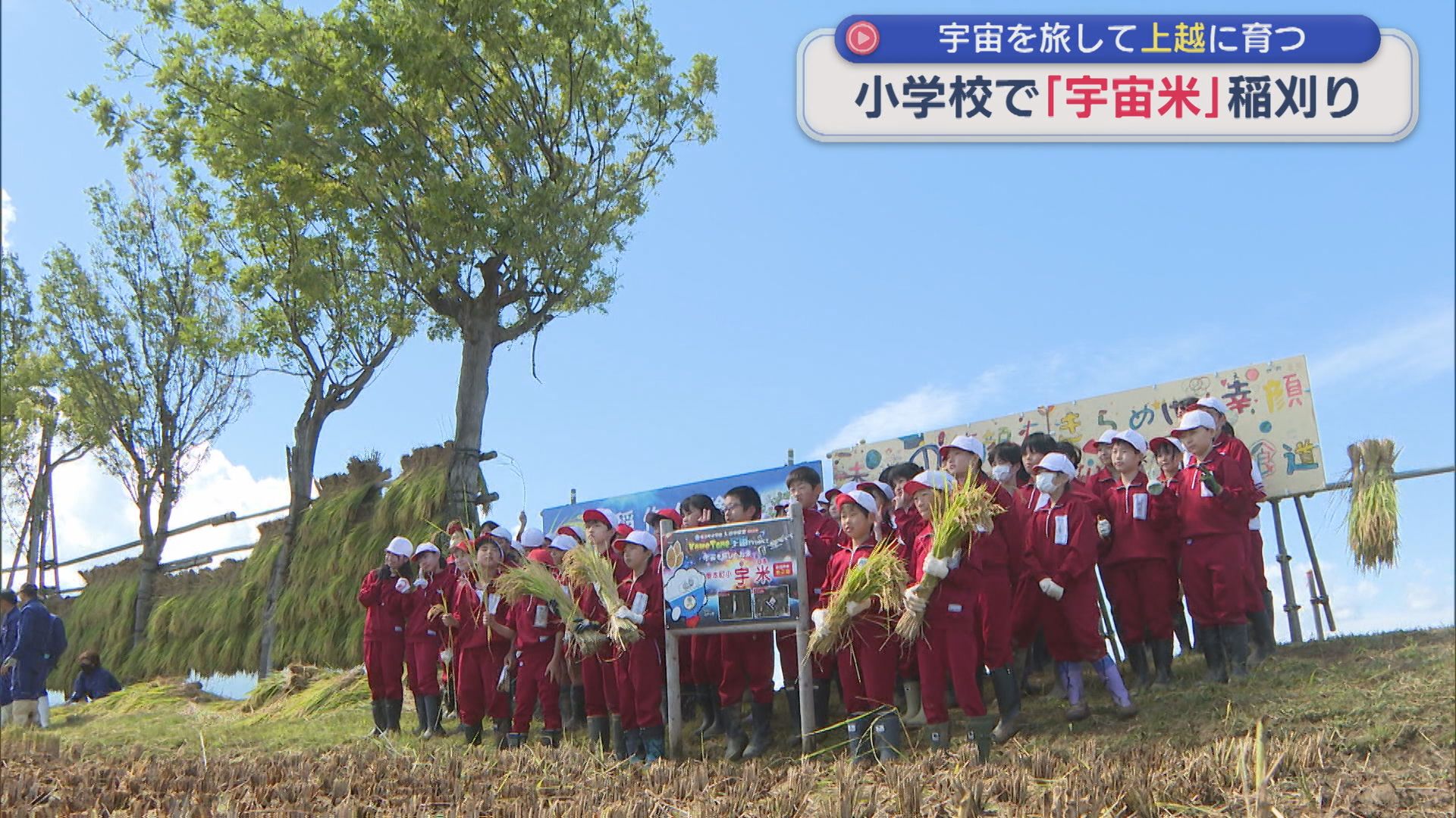 上越市の小学校で「宇宙米」稲刈り 宇宙を旅して上越に育つ【新潟】