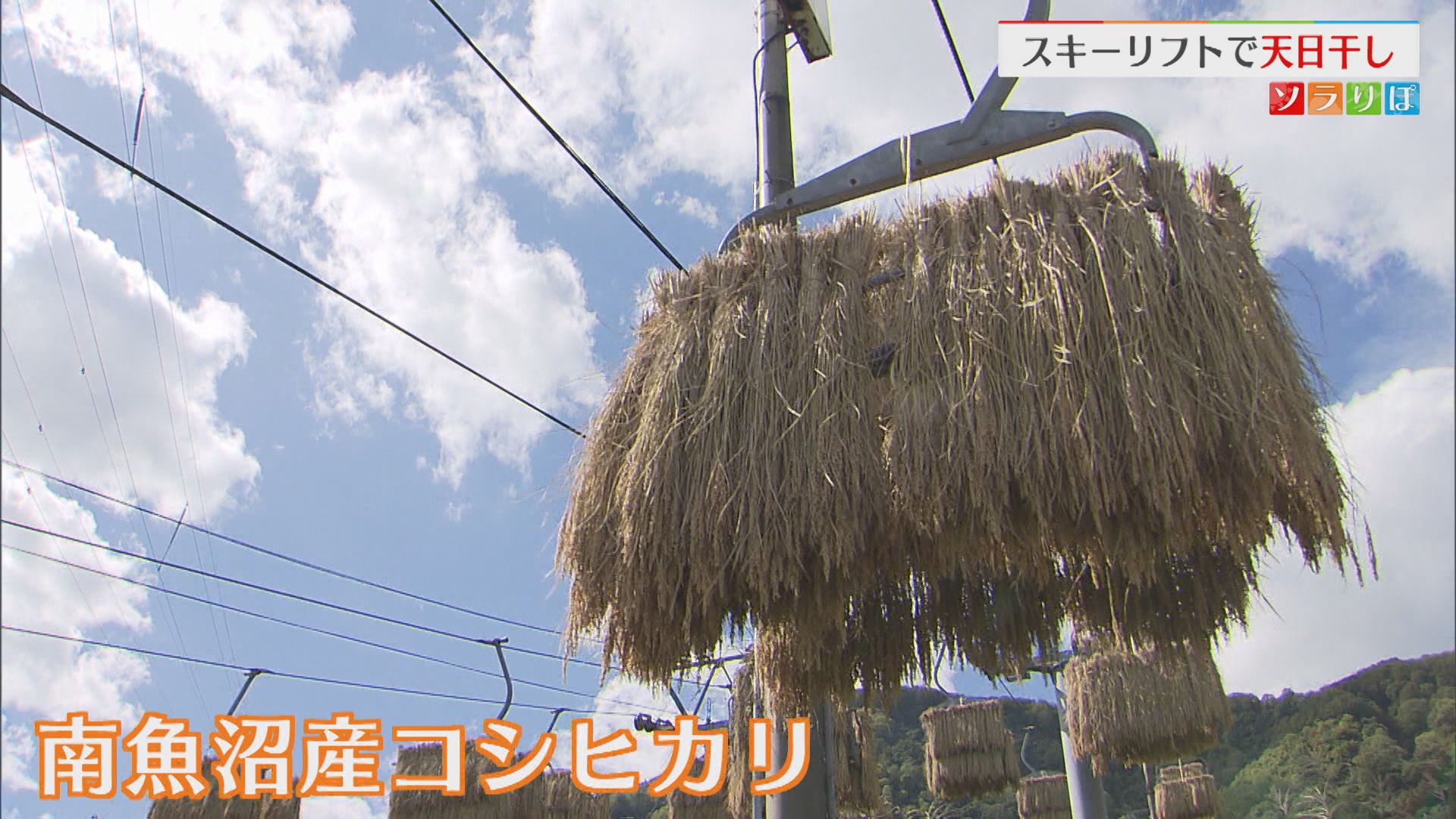 南魚沼市で秋の風物詩 コシヒカリの稲穂をスキーリフトで天日干し【新潟】