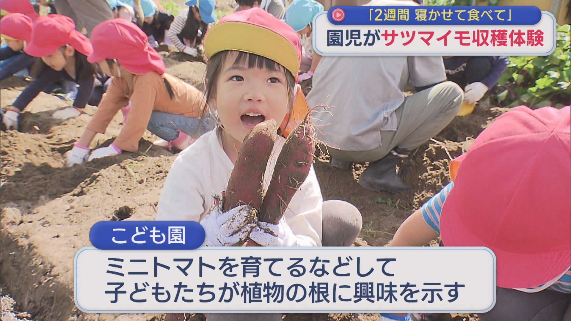 食べるタイミングは「2週間我慢」園児がサツマイモ収穫を体験【新潟】