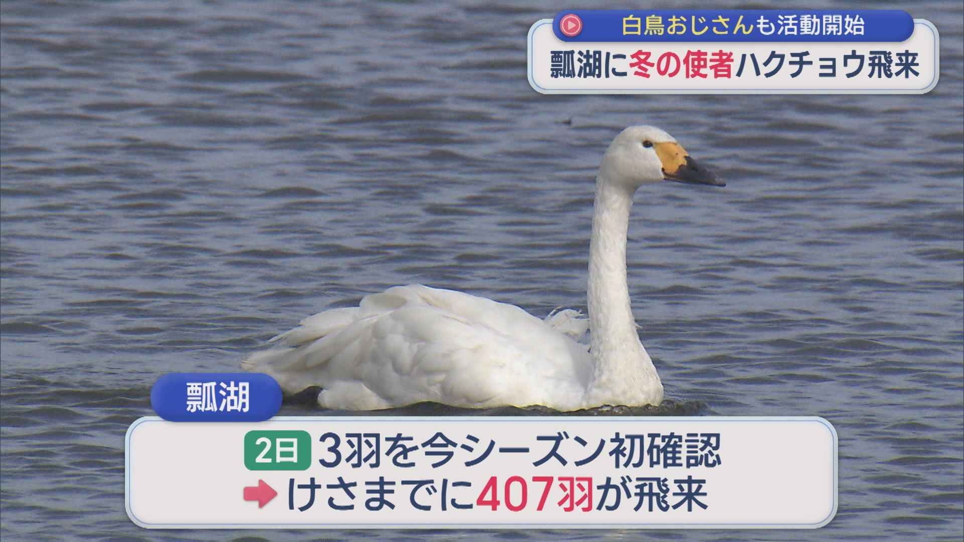 瓢湖に冬の使者ハクチョウ飛来 白鳥おじさんも活動開始【新潟】