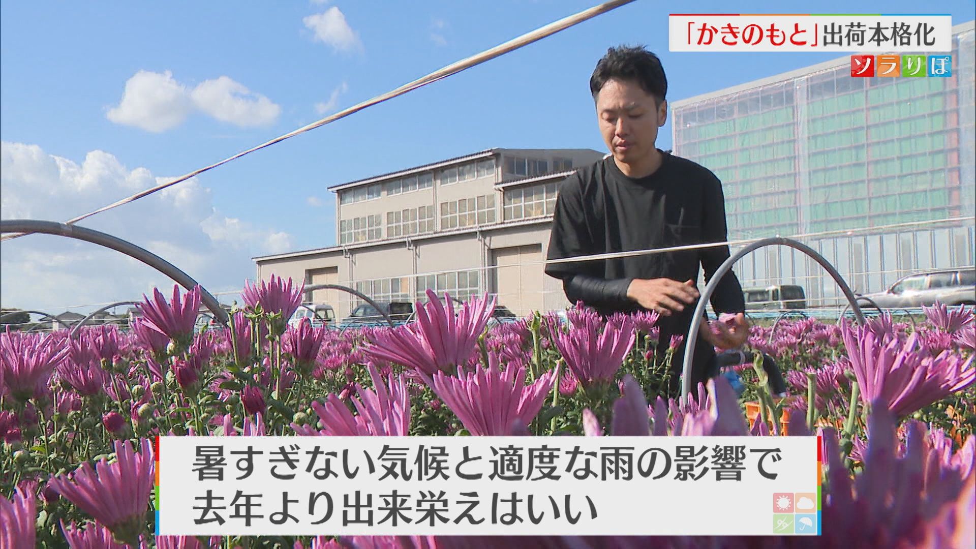 新潟の秋の味覚「かきのもと」出荷本格化 去年より出来栄えはいい【新潟】