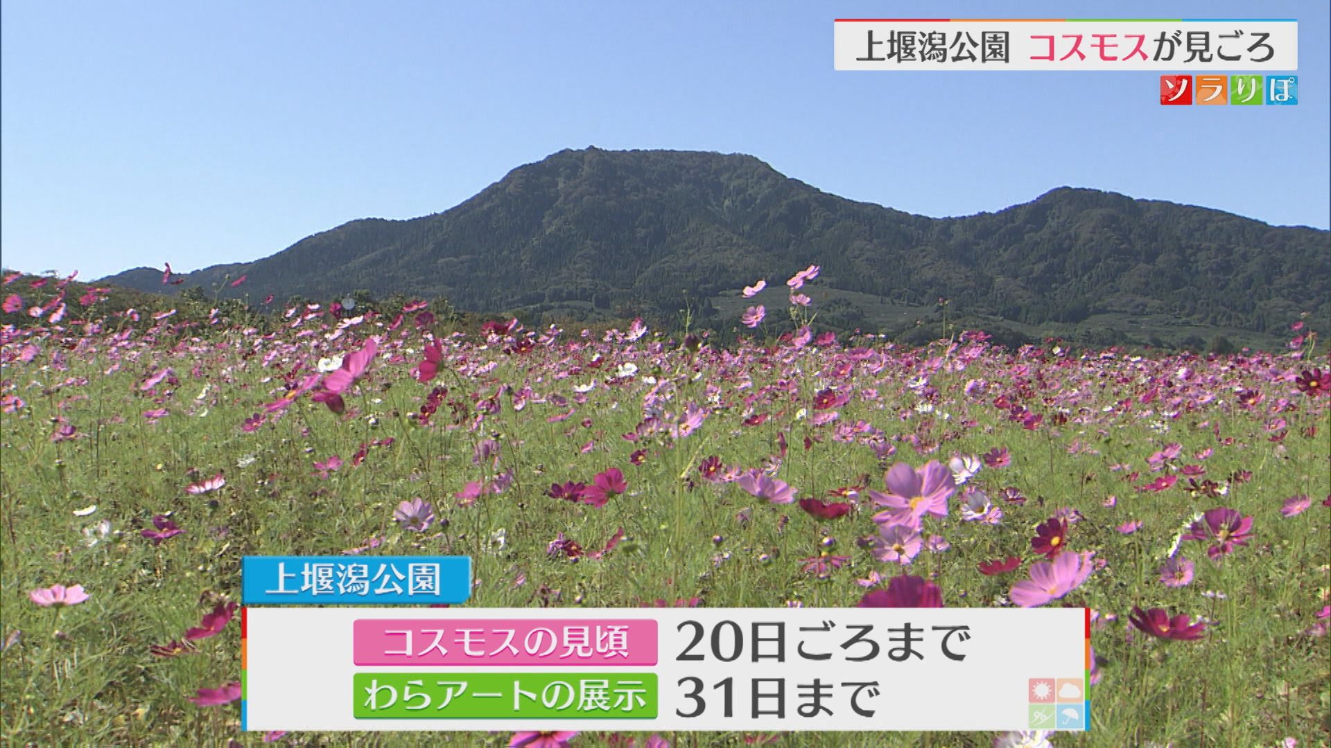 秋が来た！上堰潟公園「コスモス」見ごろ迎える【新潟】