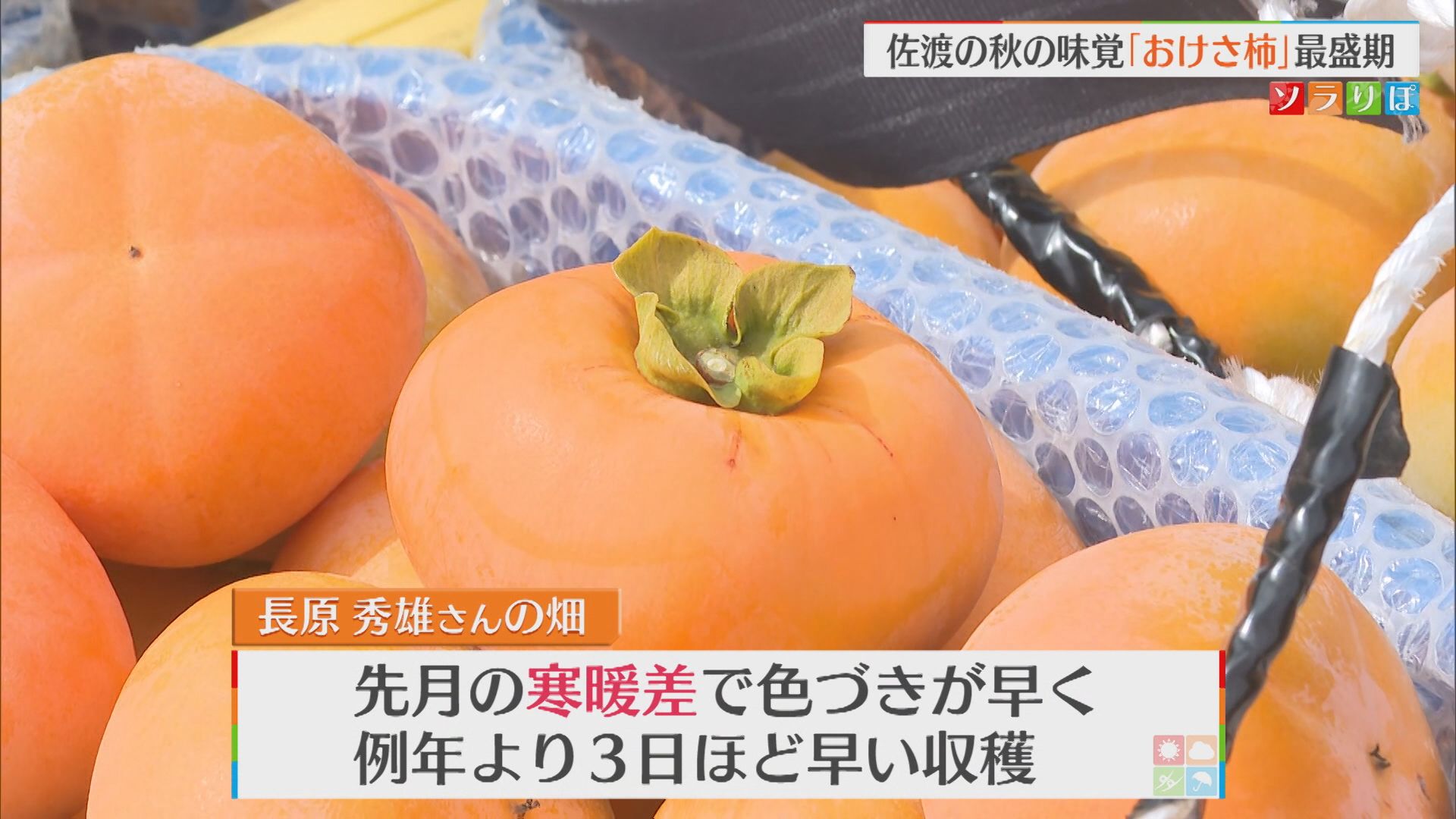 今年は大玉傾向「おけさ柿」佐渡の代表的な秋の味覚 収穫はじまる【新潟】