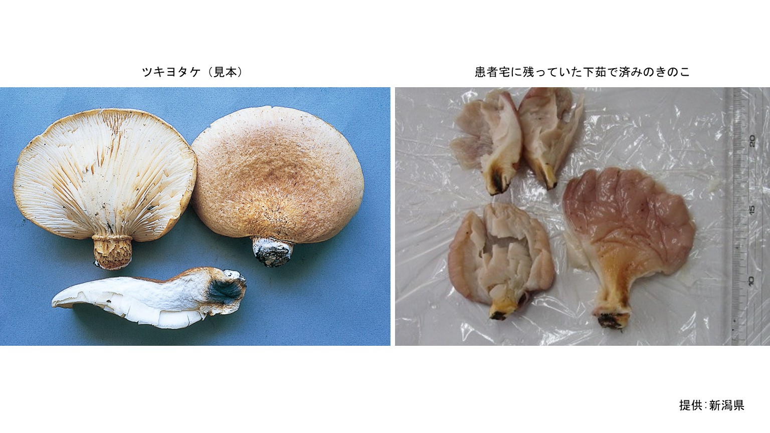今シーズン初 毒きのこ「ツキヨタケ」による食中毒発生：県が注意報発令【新潟】