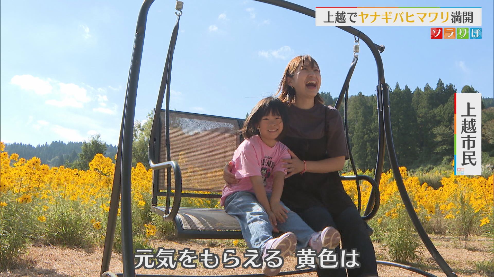 約200万本「ヤナギバヒマワリ」が満開！黄金色に咲きほこる【新潟】