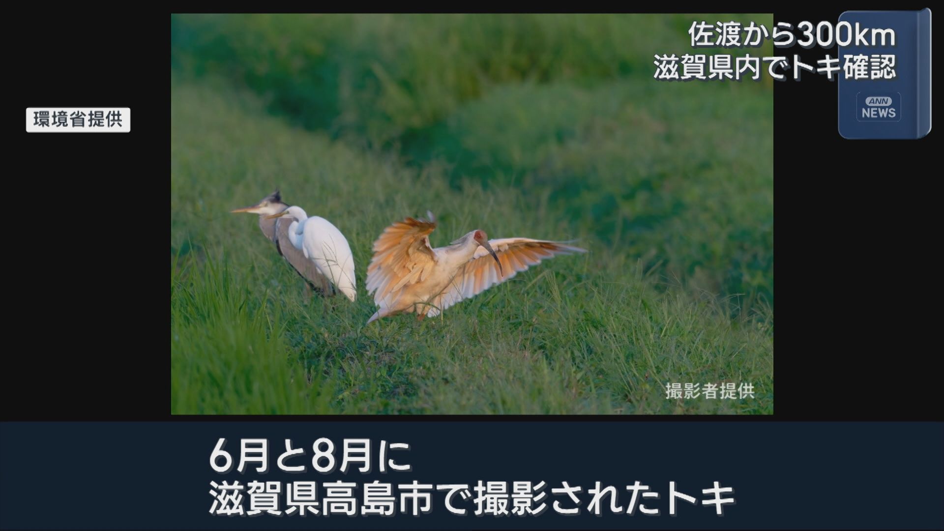 佐渡から300km以上離れた滋賀県内でトキ確認 本州での定着に期待【新潟】