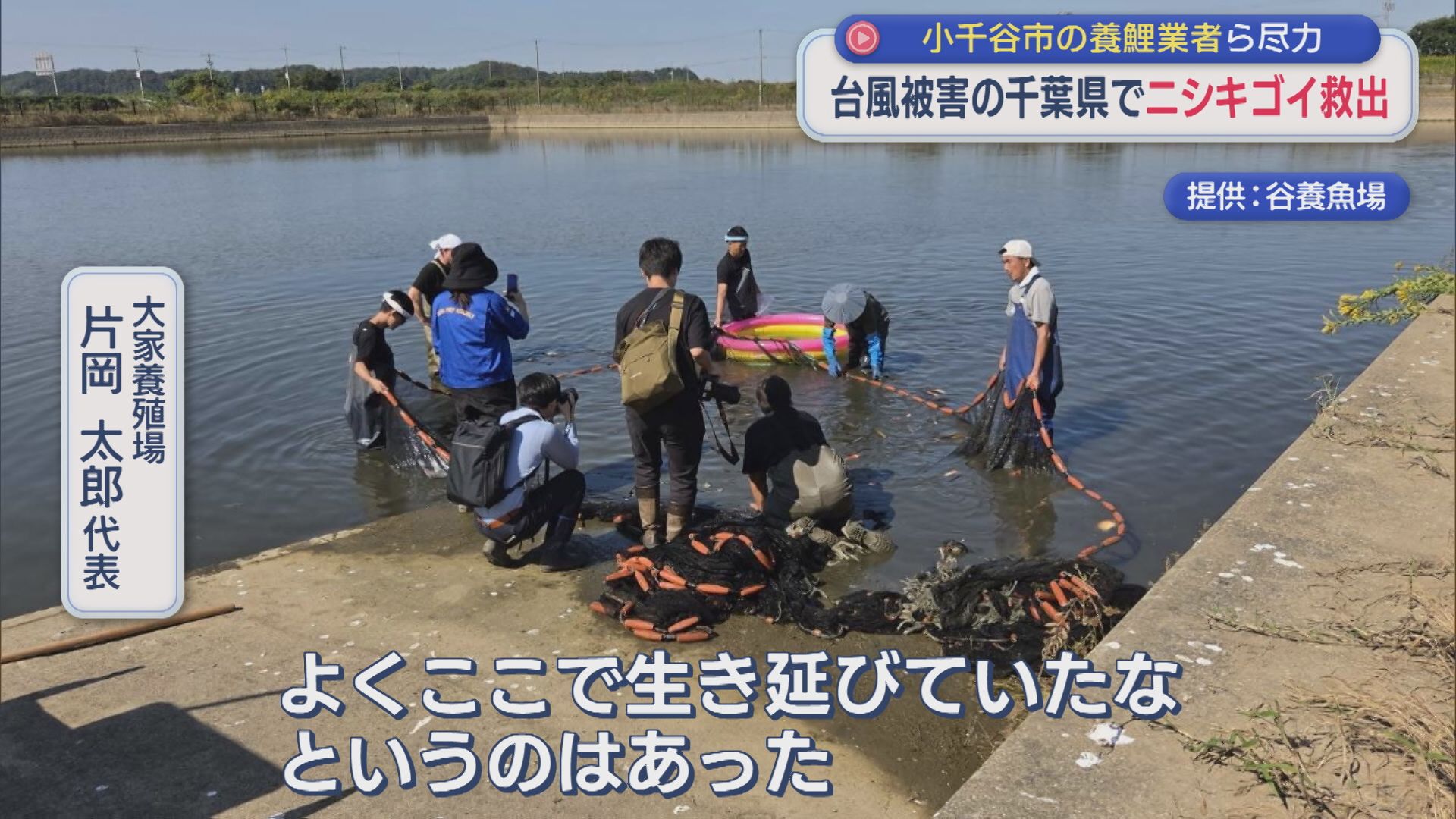 ニシキゴイを救え！台風被害を受けた千葉の養魚場「初めて見る光景であぜん･･･」新潟の業者が支援【新潟】