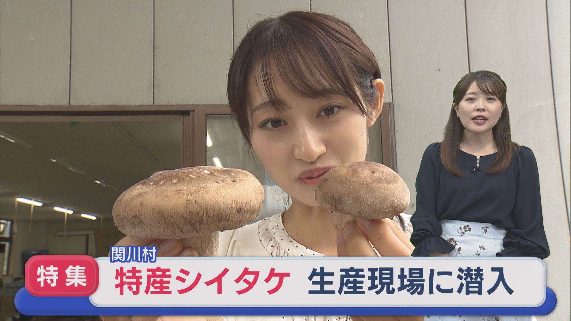【特集】お宝と呼ぶビッグサイズも!?賞に輝いた関川村の「特産シイタケ」生産現場に潜入【新潟】