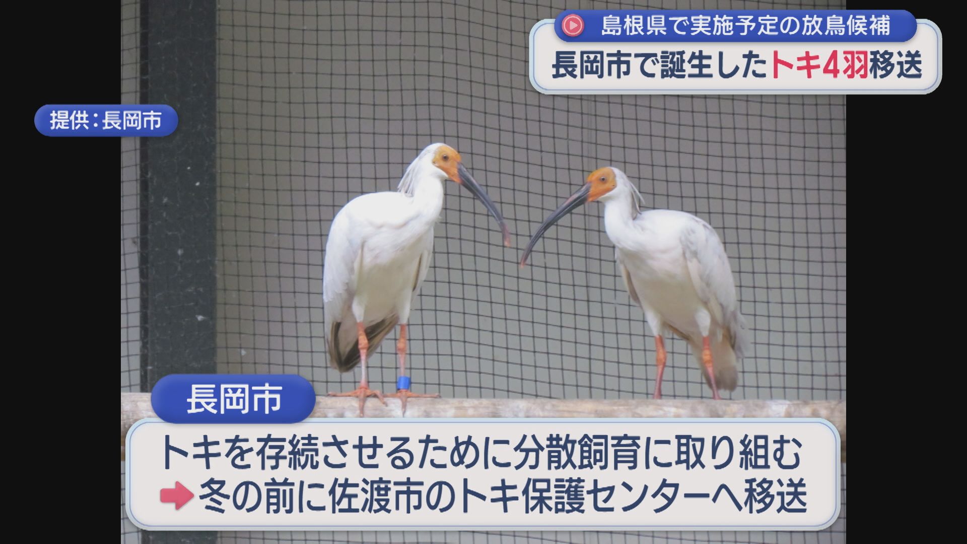 長岡市で誕生4羽のトキを佐渡市に移送、島根県出雲市の放鳥候補【新潟】