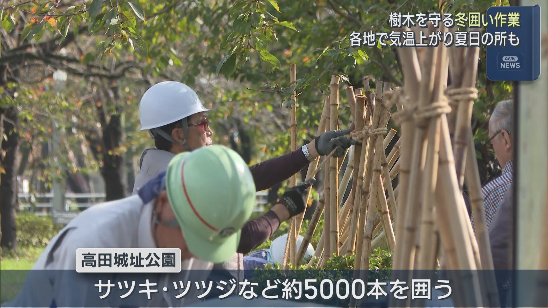 高田城址公園で冬への足音 約5000本の樹木に冬囲い作業始まる【新潟・上越市】