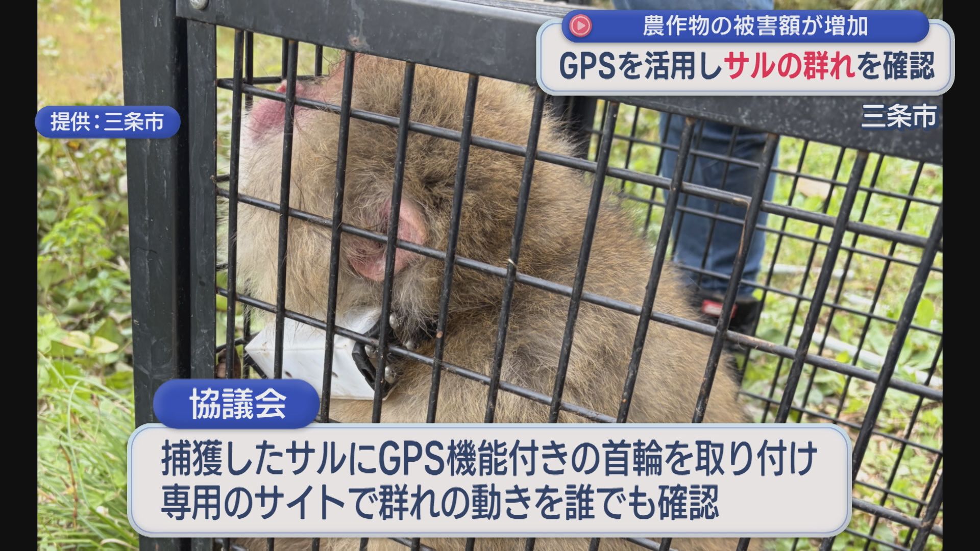 農作物の被害額が増加･･･GPSを活用しサルの群れを確認【新潟・三条市】